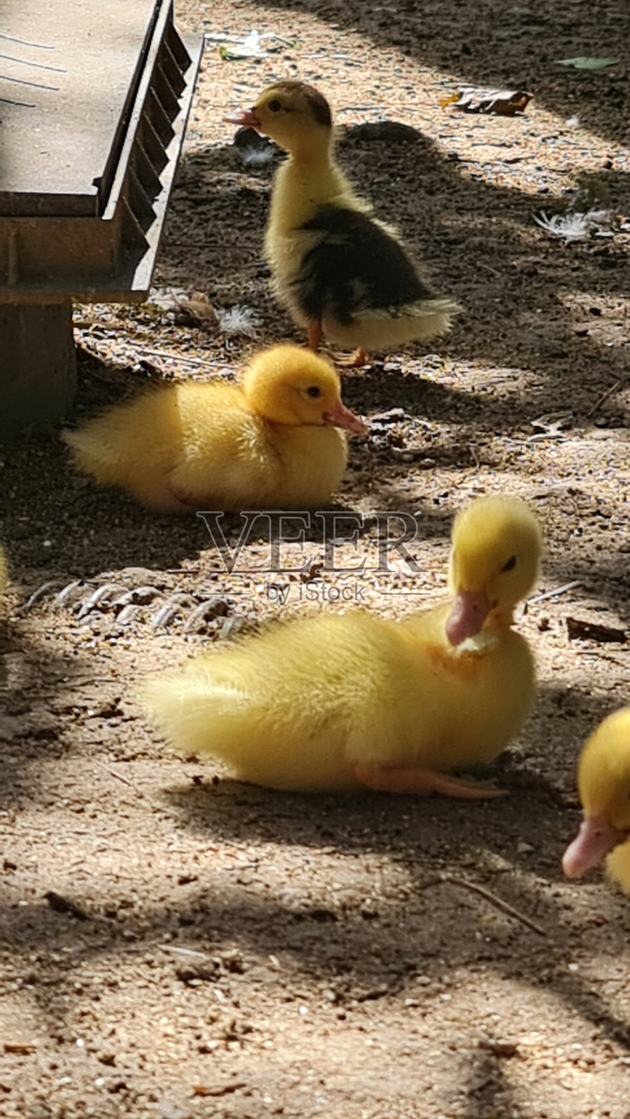 一些鸭子照片摄影图片