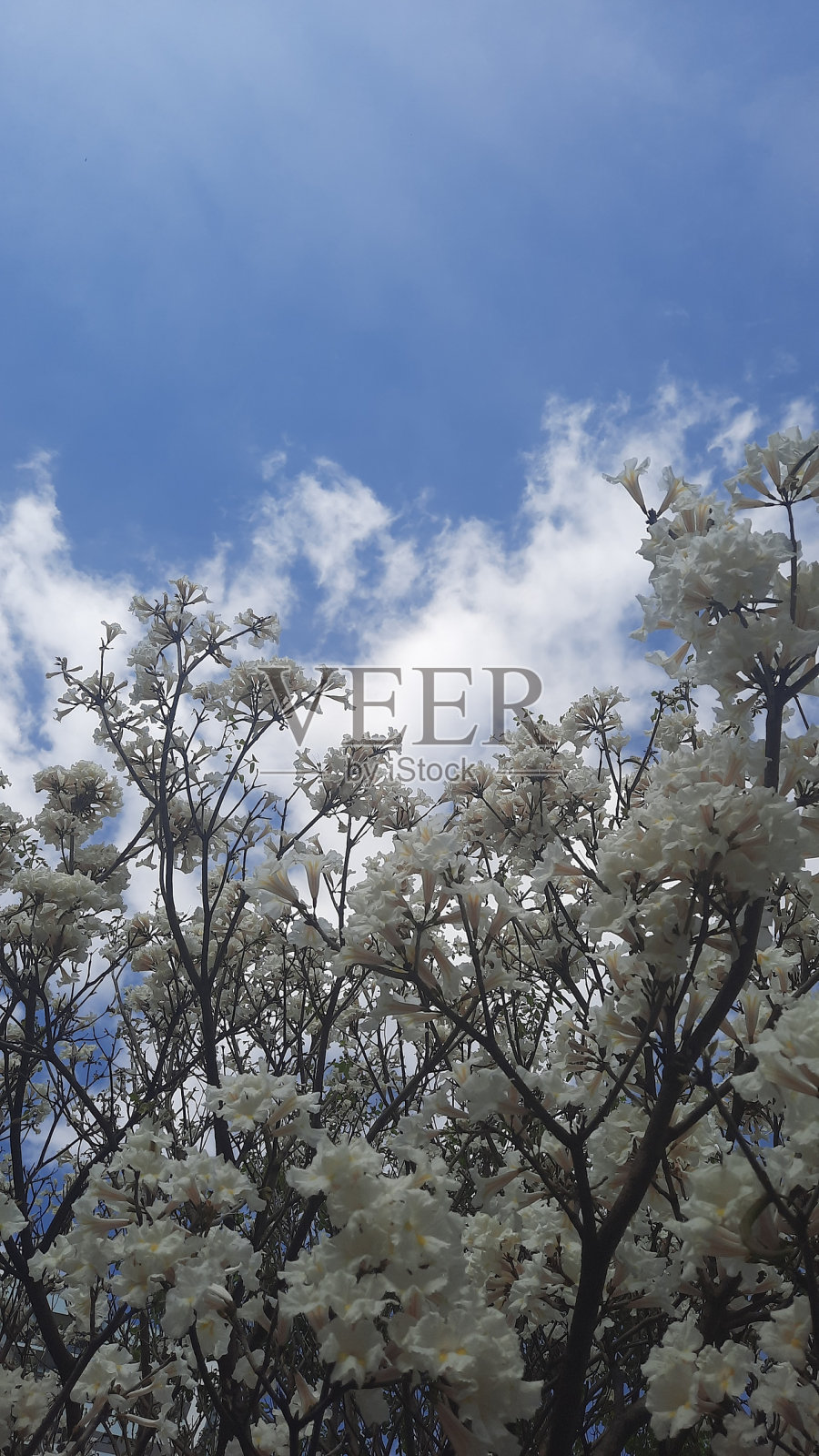 白色和蓝色照片摄影图片