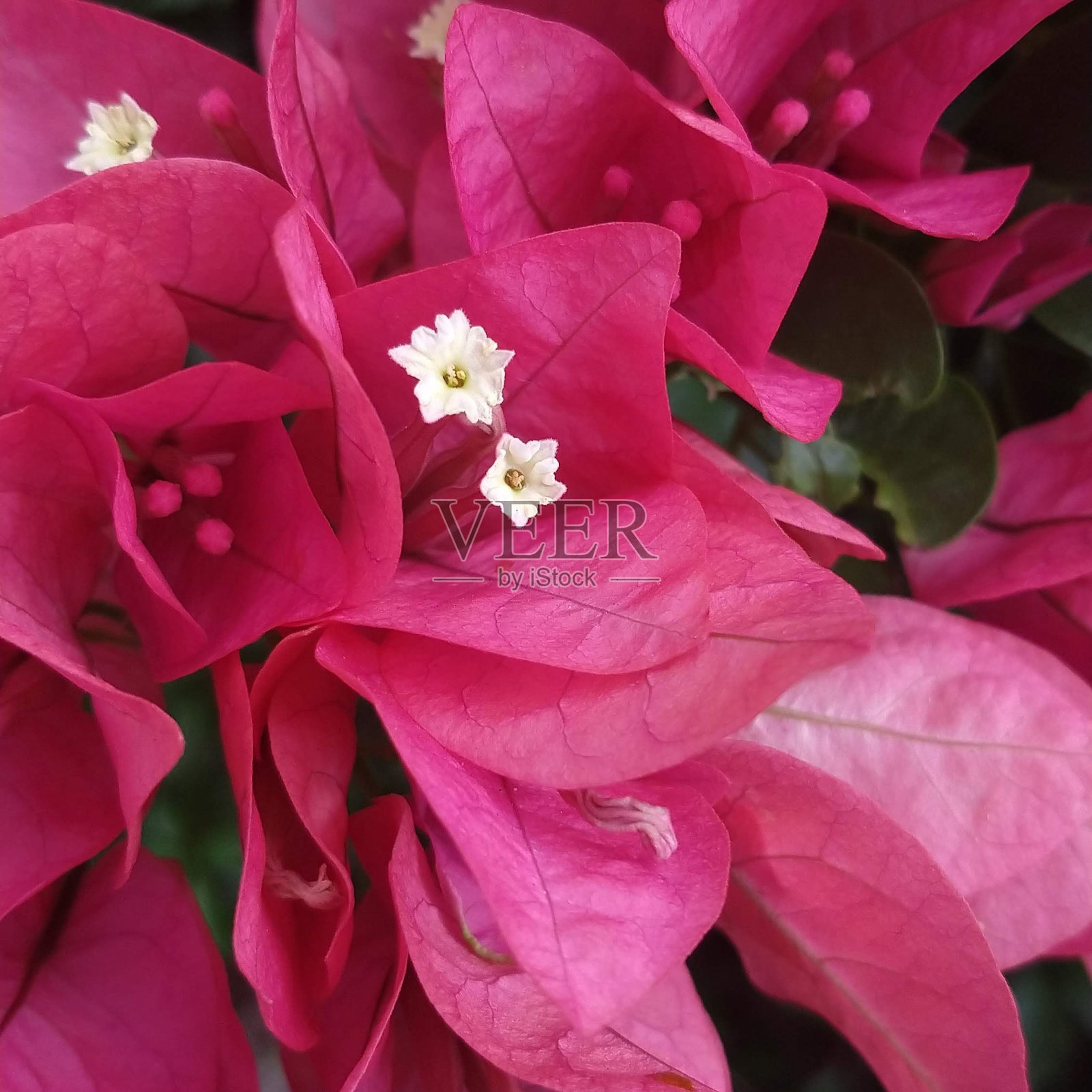 完美的夫妇照片摄影图片