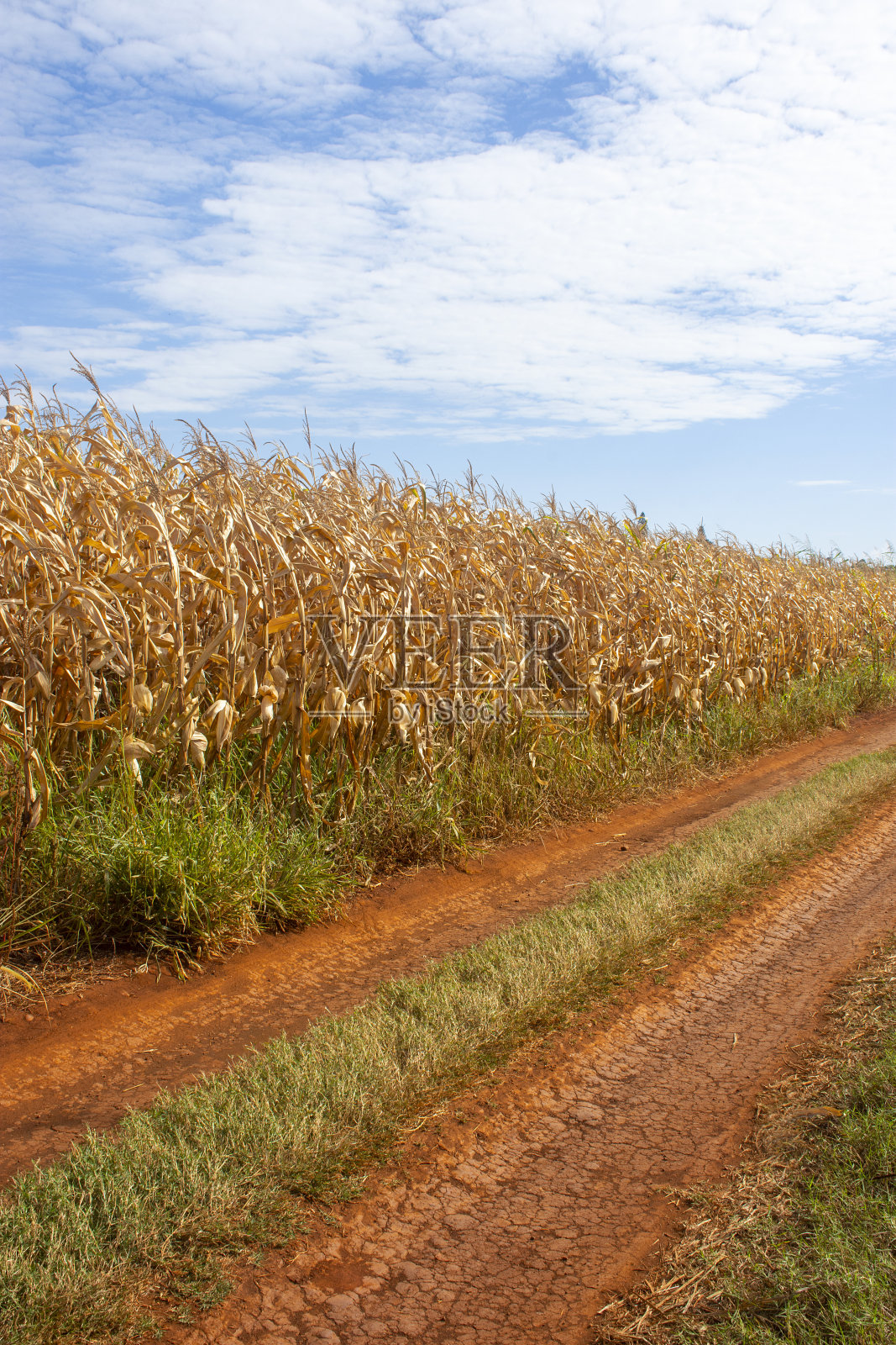 农场上准备收割的玉米地照片摄影图片
