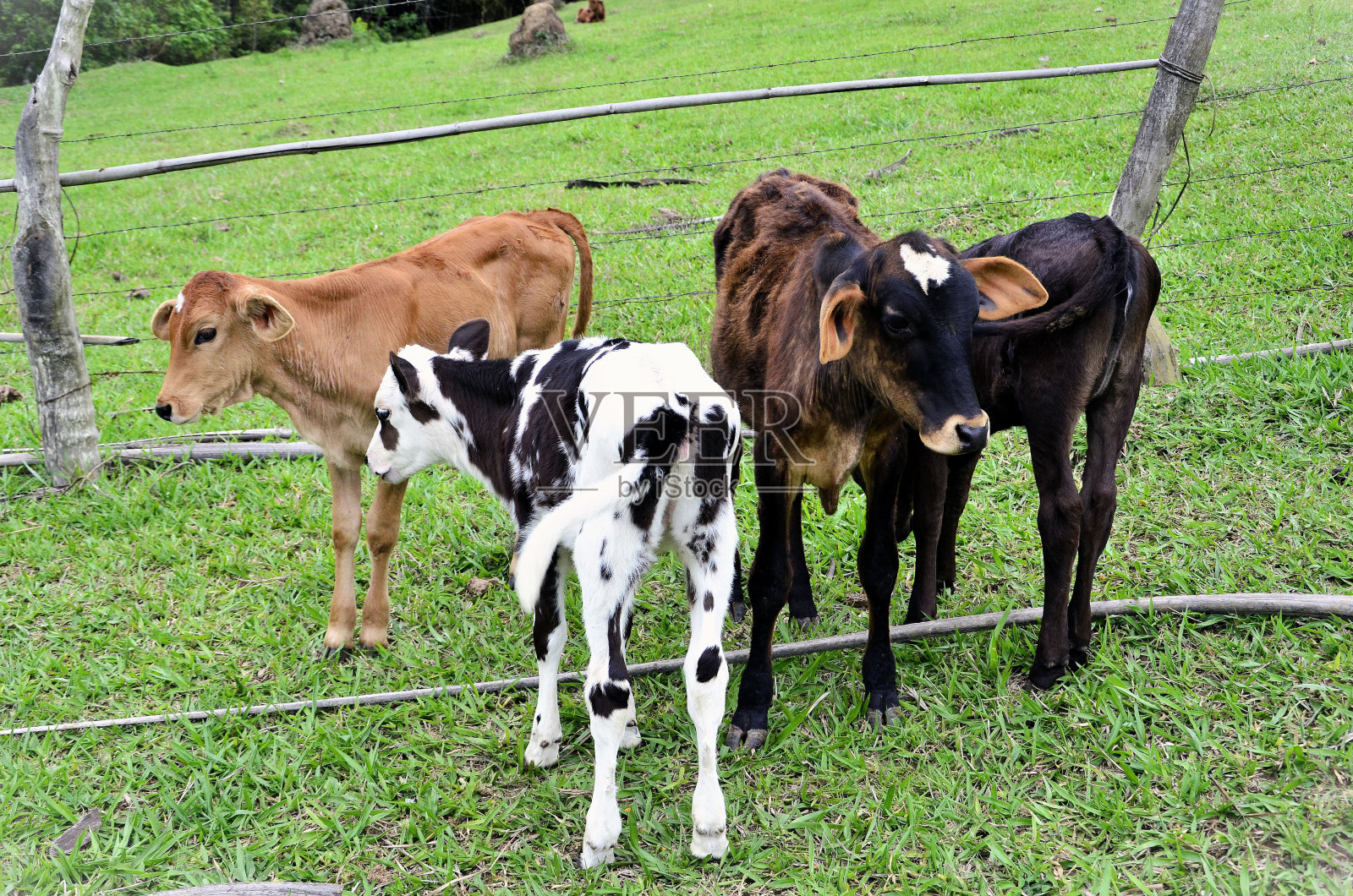 牧场上不同颜色的小牛照片摄影图片
