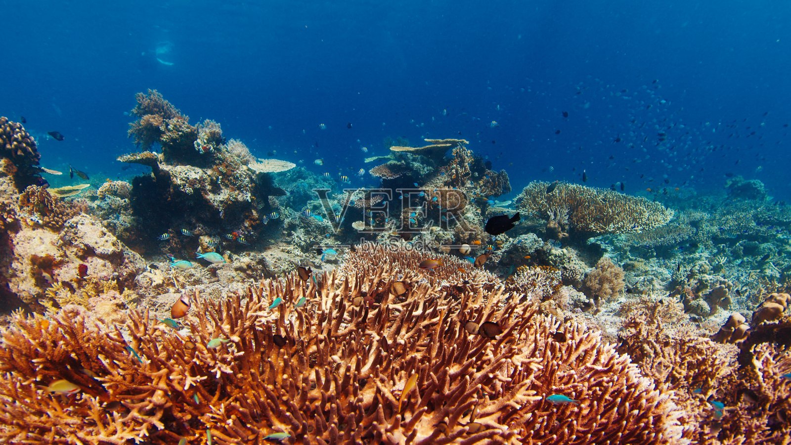 印度尼西亚科莫多国家公园水下健康的珊瑚礁照片摄影图片