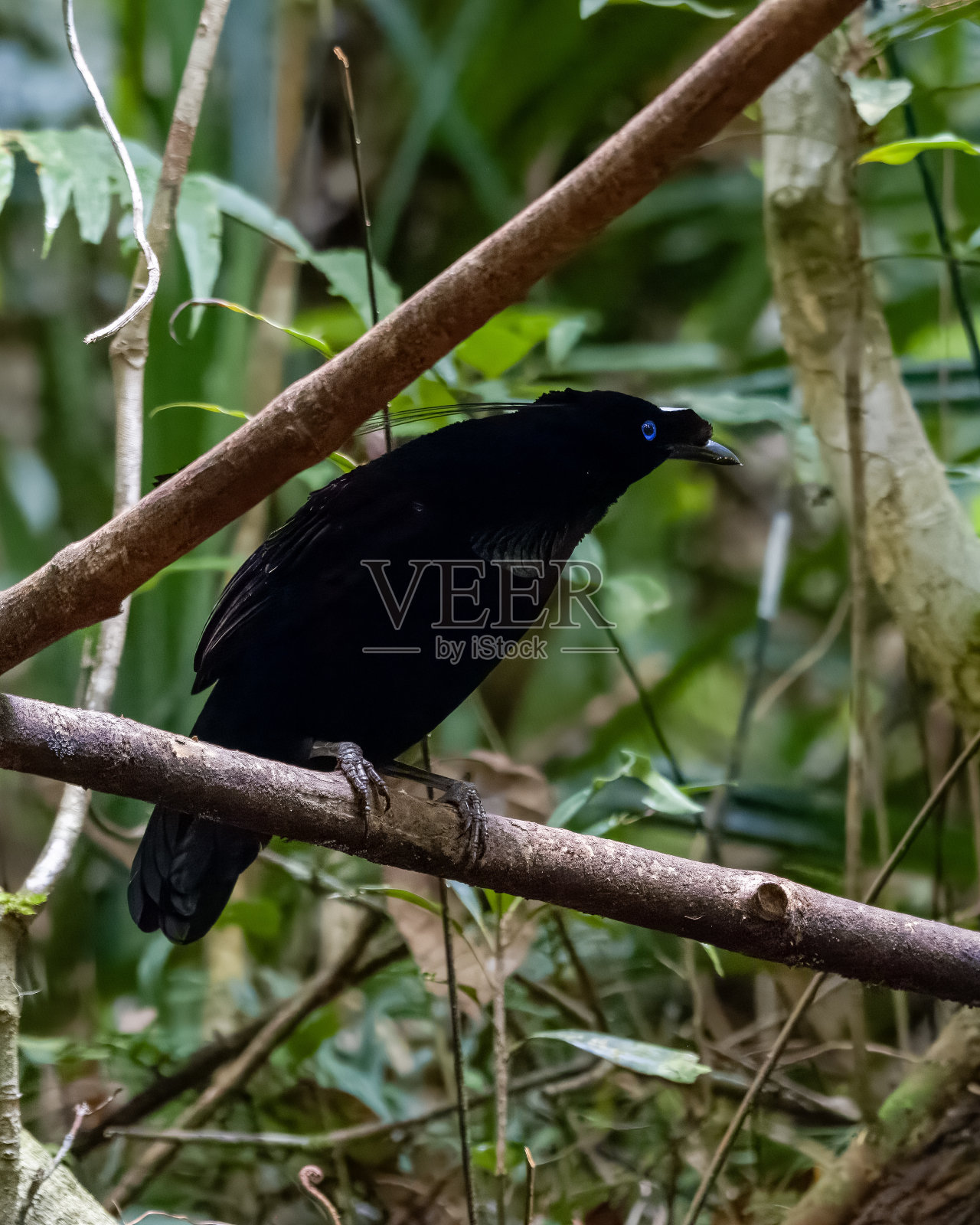 西巴布亚的阿尔法克山脉，一种天堂鸟。照片摄影图片