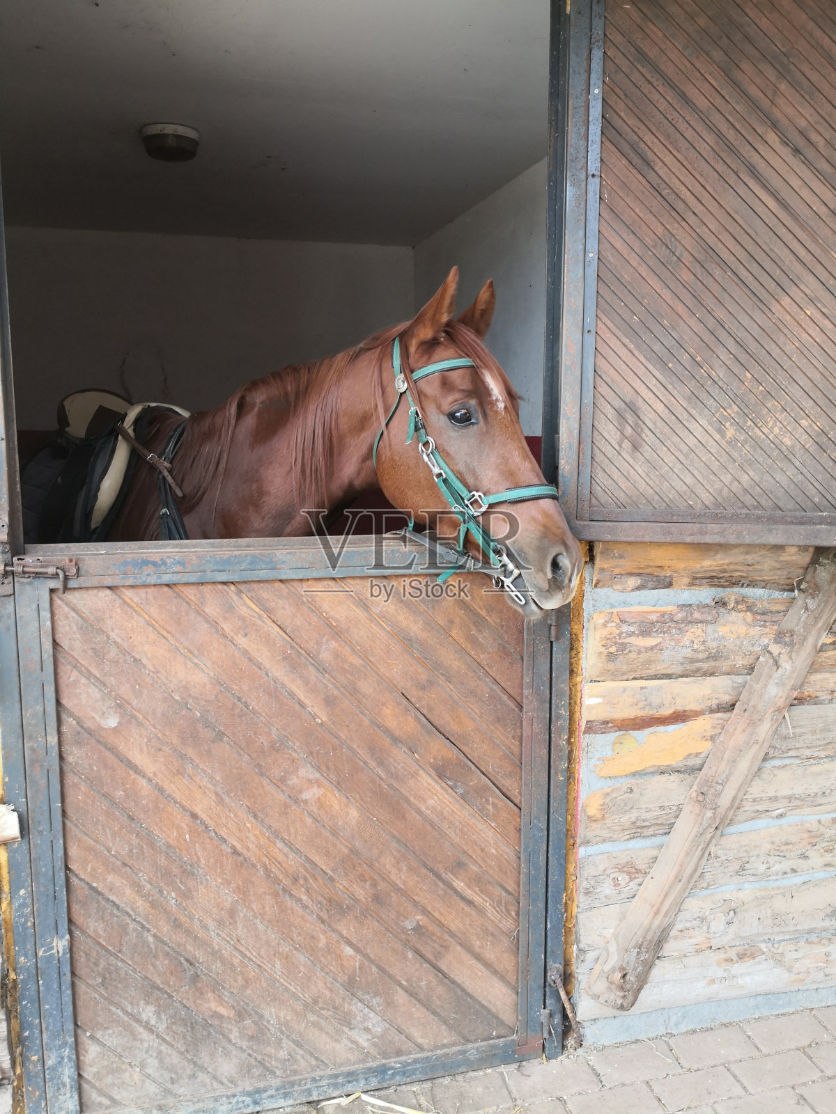 孤独的马照片摄影图片