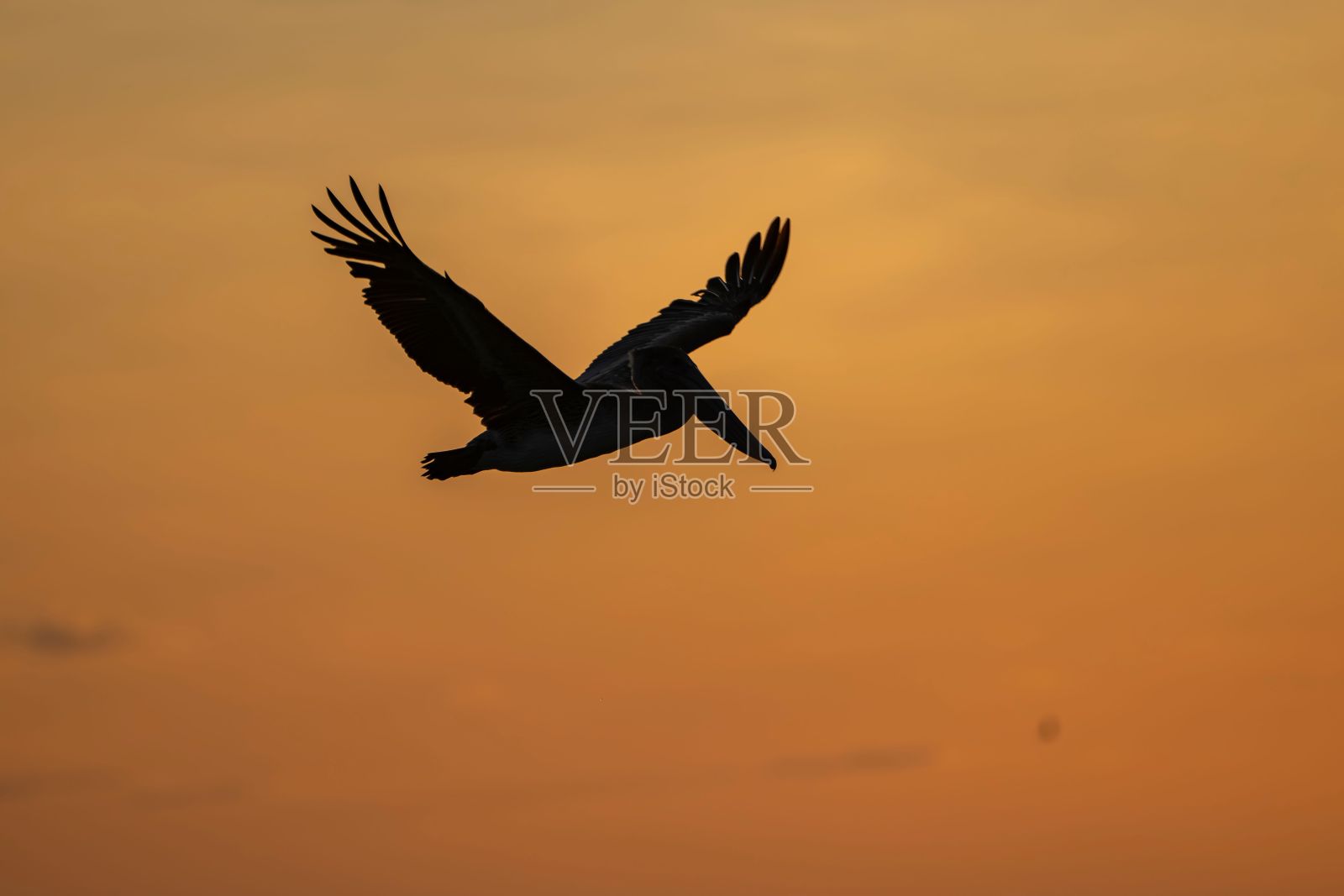 一只张开翅膀在天空飞翔的鸟照片摄影图片