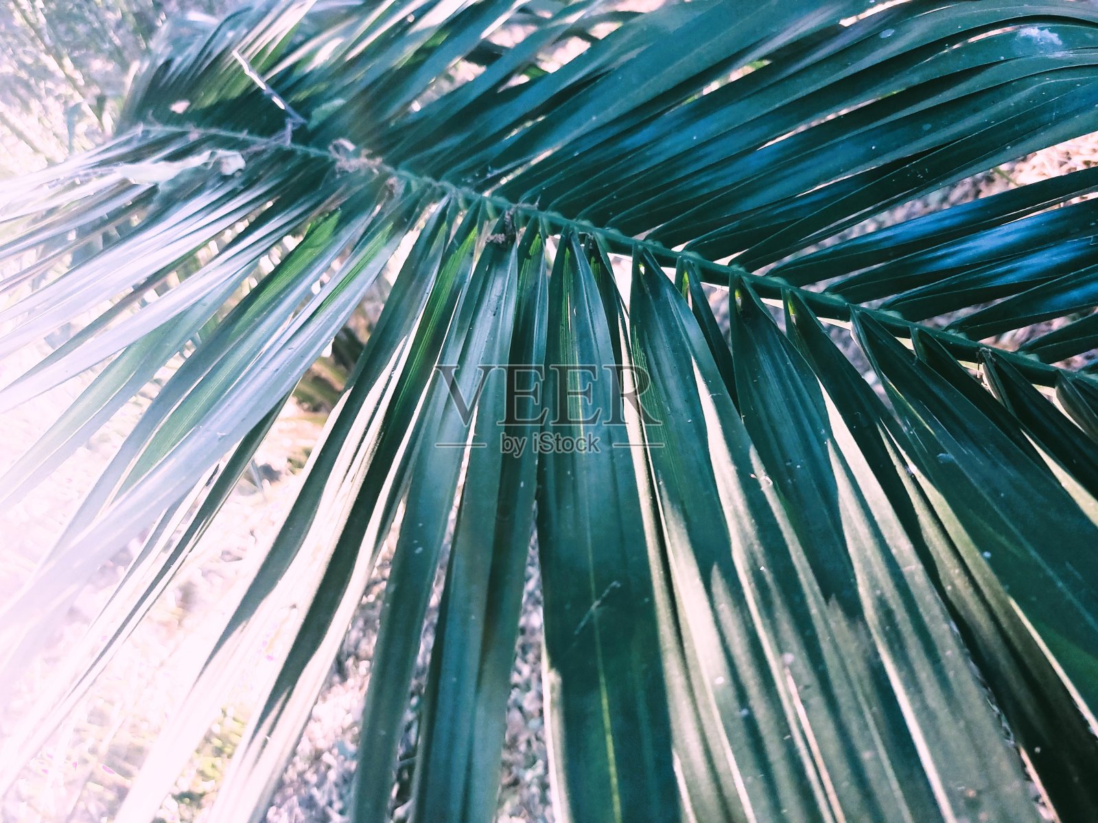 绿色的手掌照片摄影图片