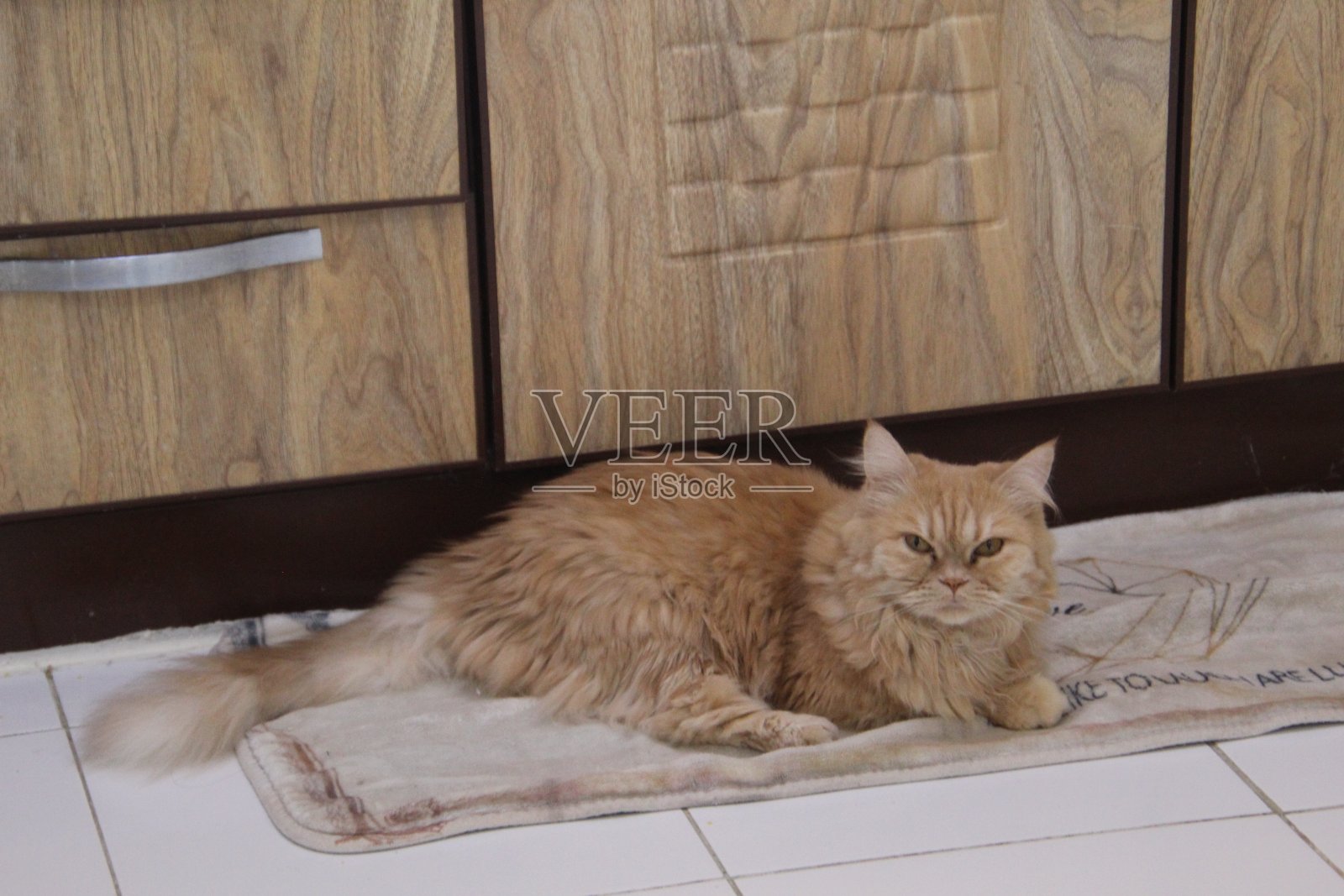 猫咪叫声照片摄影图片