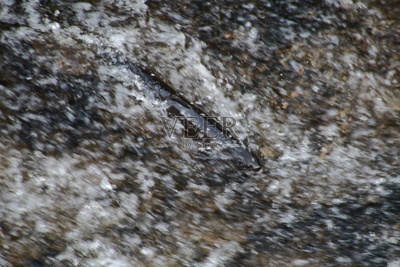 流动水中的鲑鱼照片摄影图片