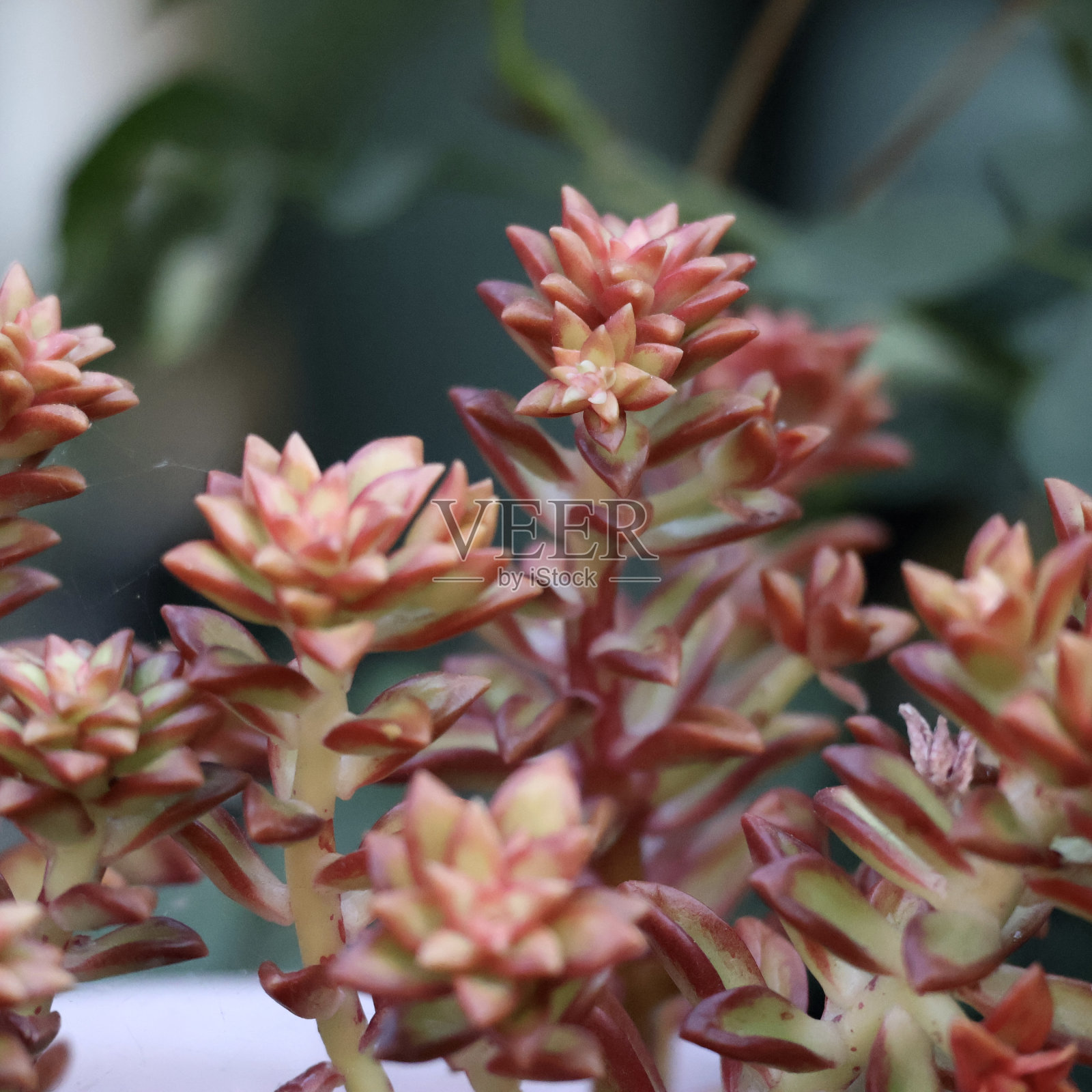 多肉植物靠近照片摄影图片