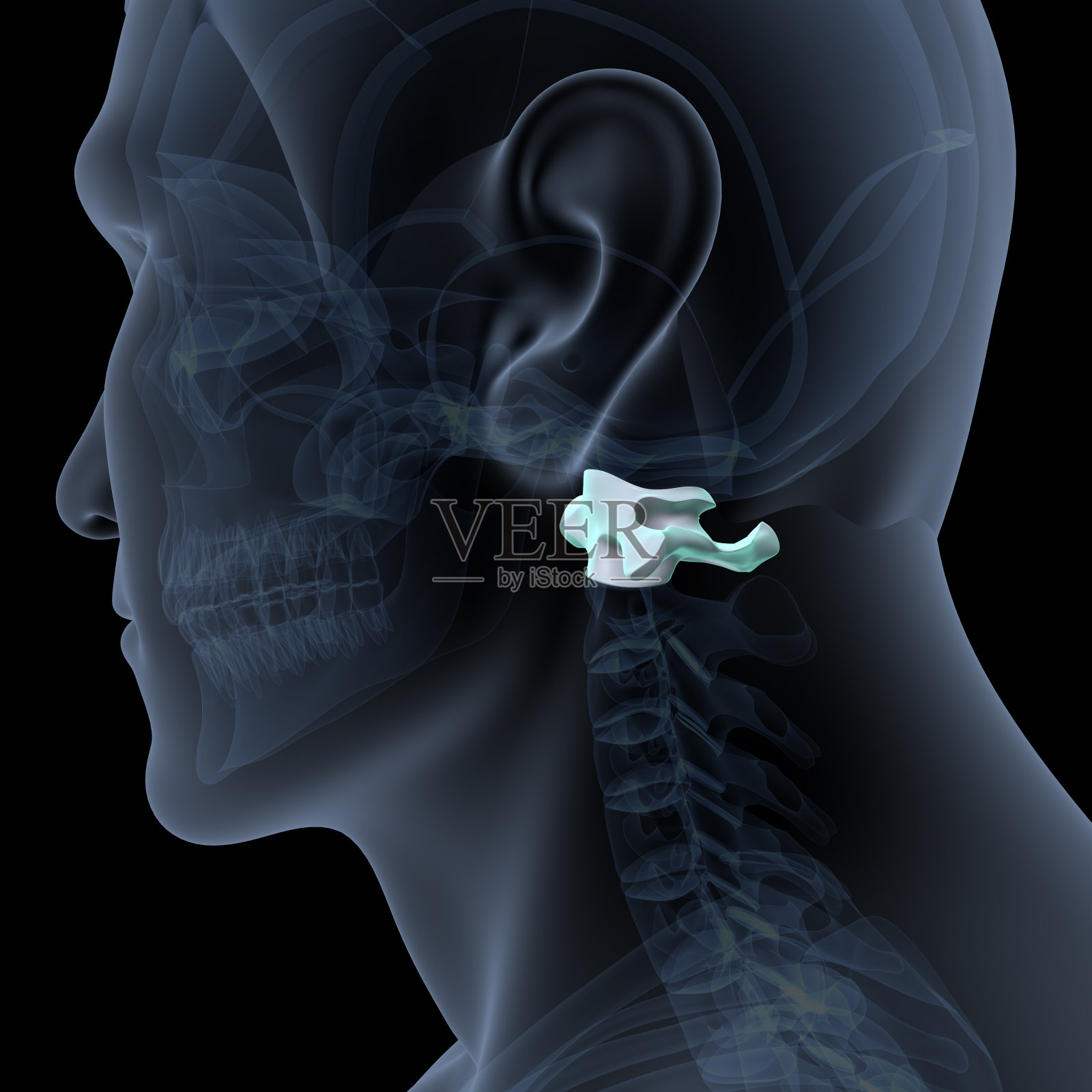 人体骨架肋骨解剖。三维演示照片摄影图片