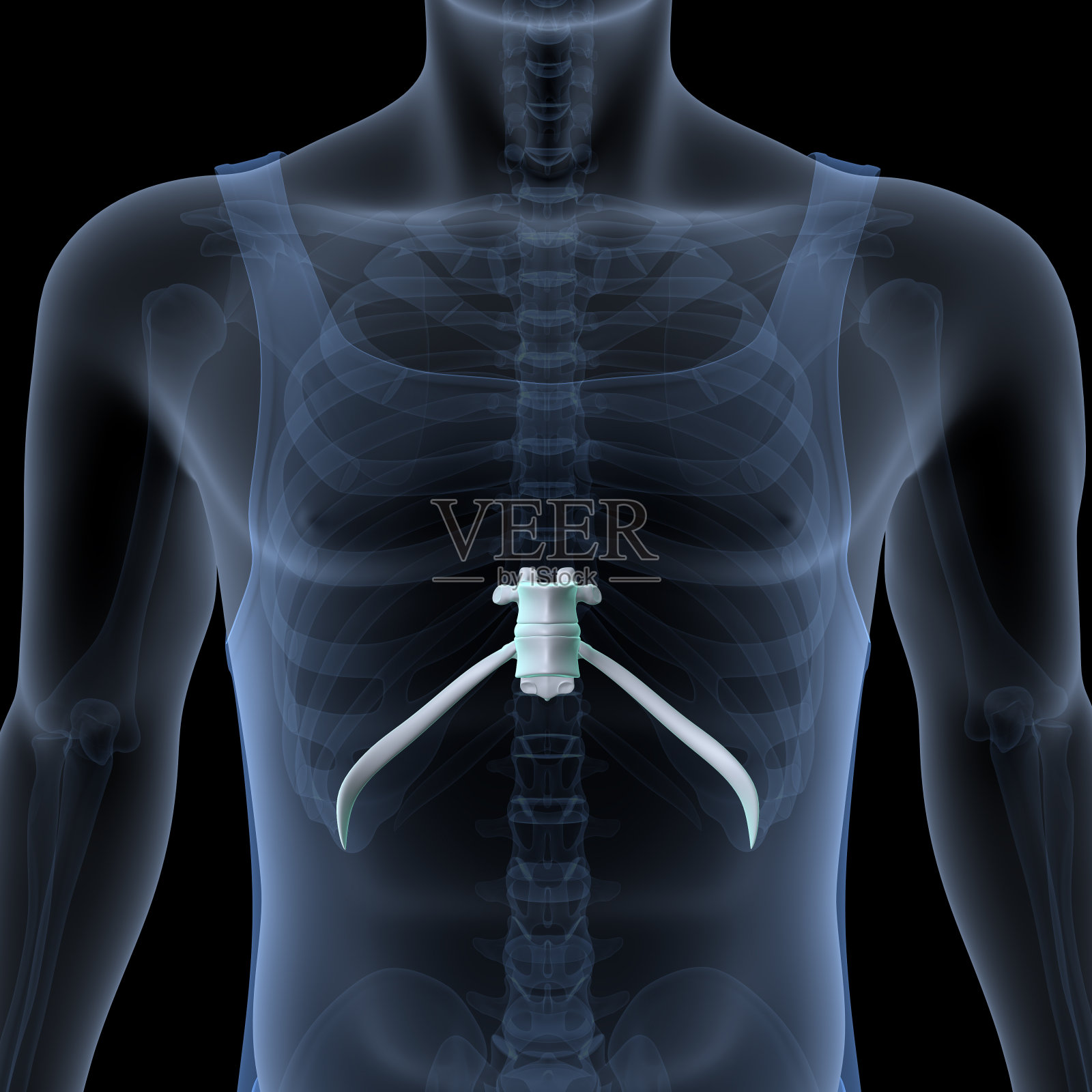 男性人体骨骼，肋骨，胸骨，腐殖质和腰椎名副其实的解剖系统。三维演示照片摄影图片