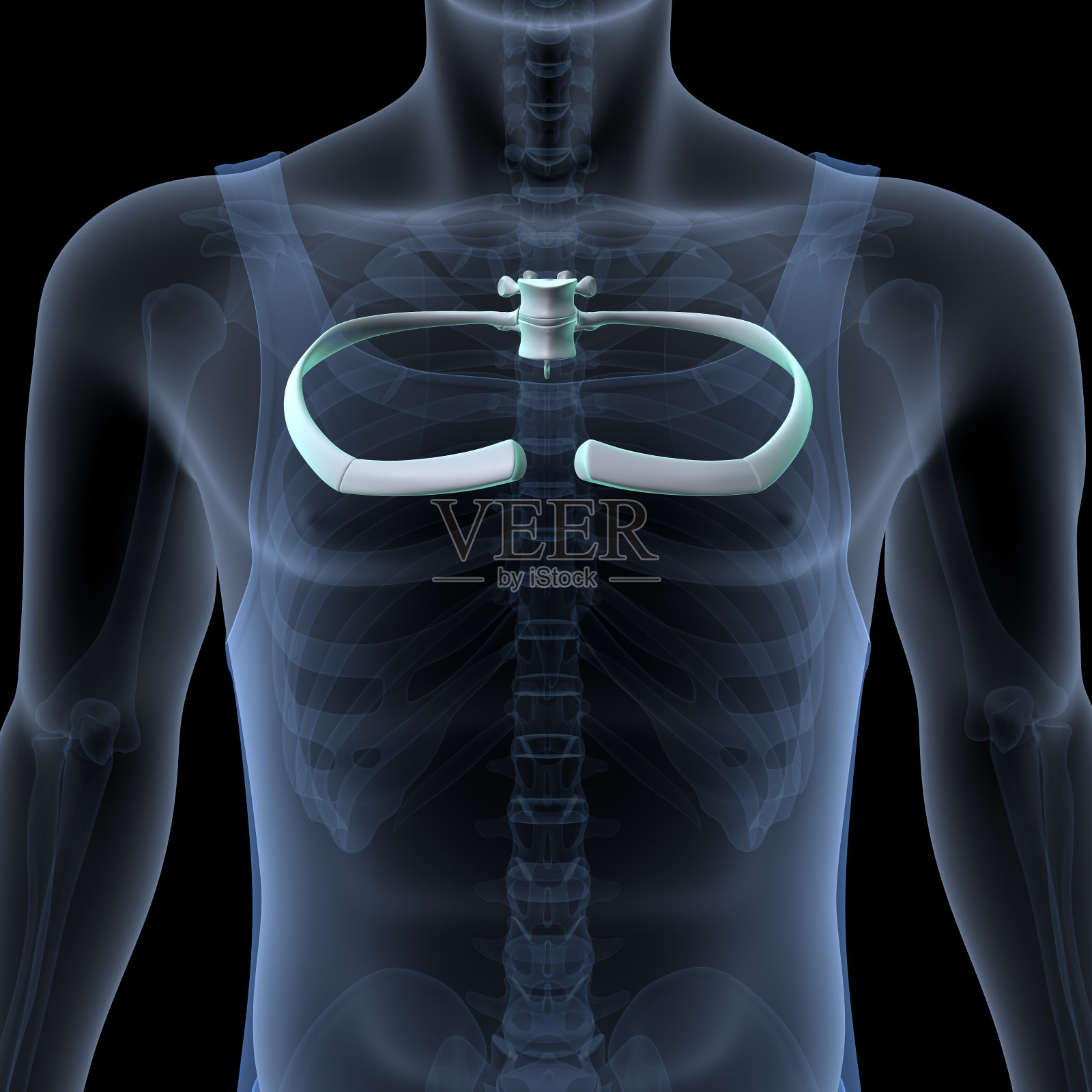 男性人体骨骼，肋骨，胸骨，腐殖质和腰椎名副其实的解剖系统。三维演示照片摄影图片