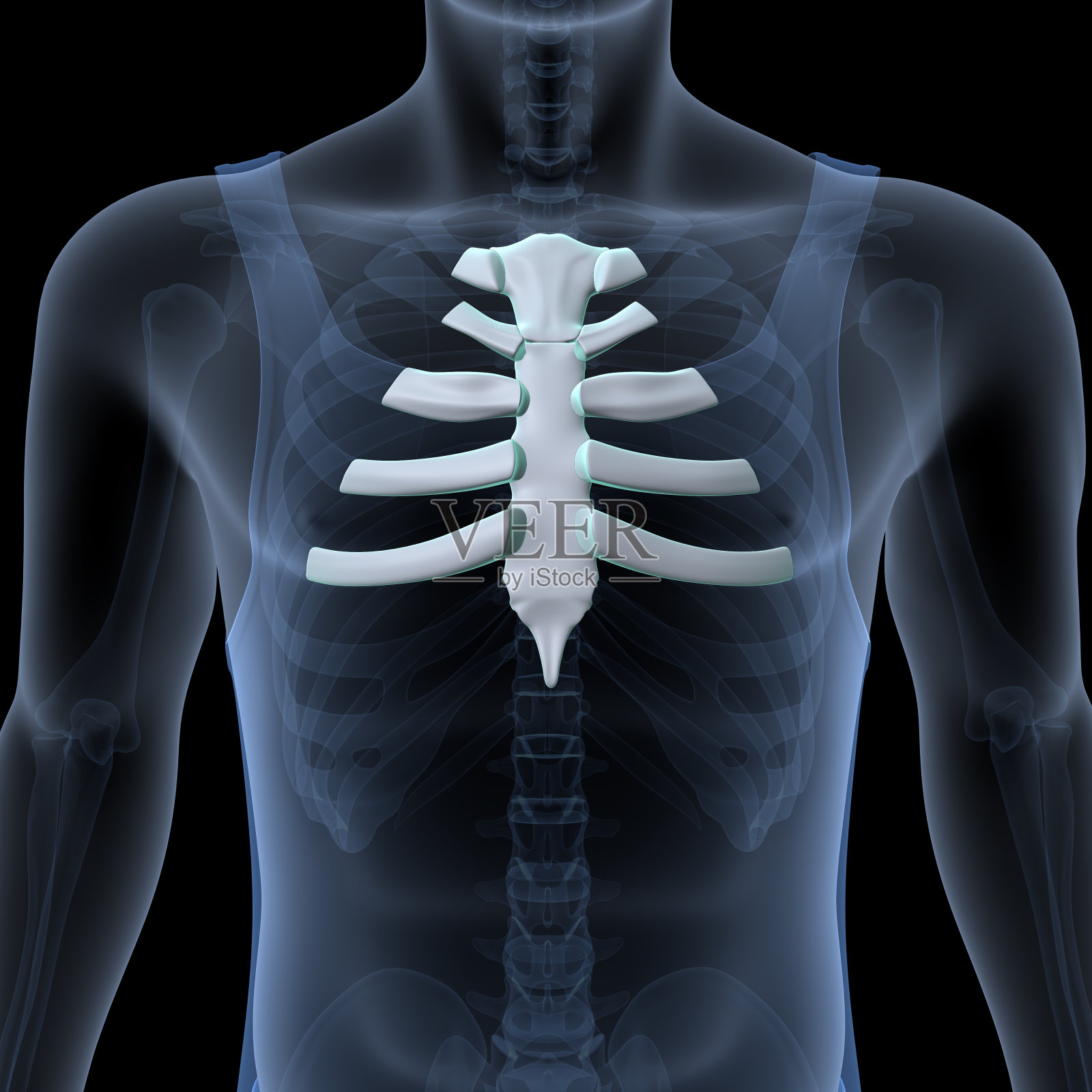 男性人体骨骼，肋骨，胸骨，腐殖质和腰椎名副其实的解剖系统。三维演示照片摄影图片