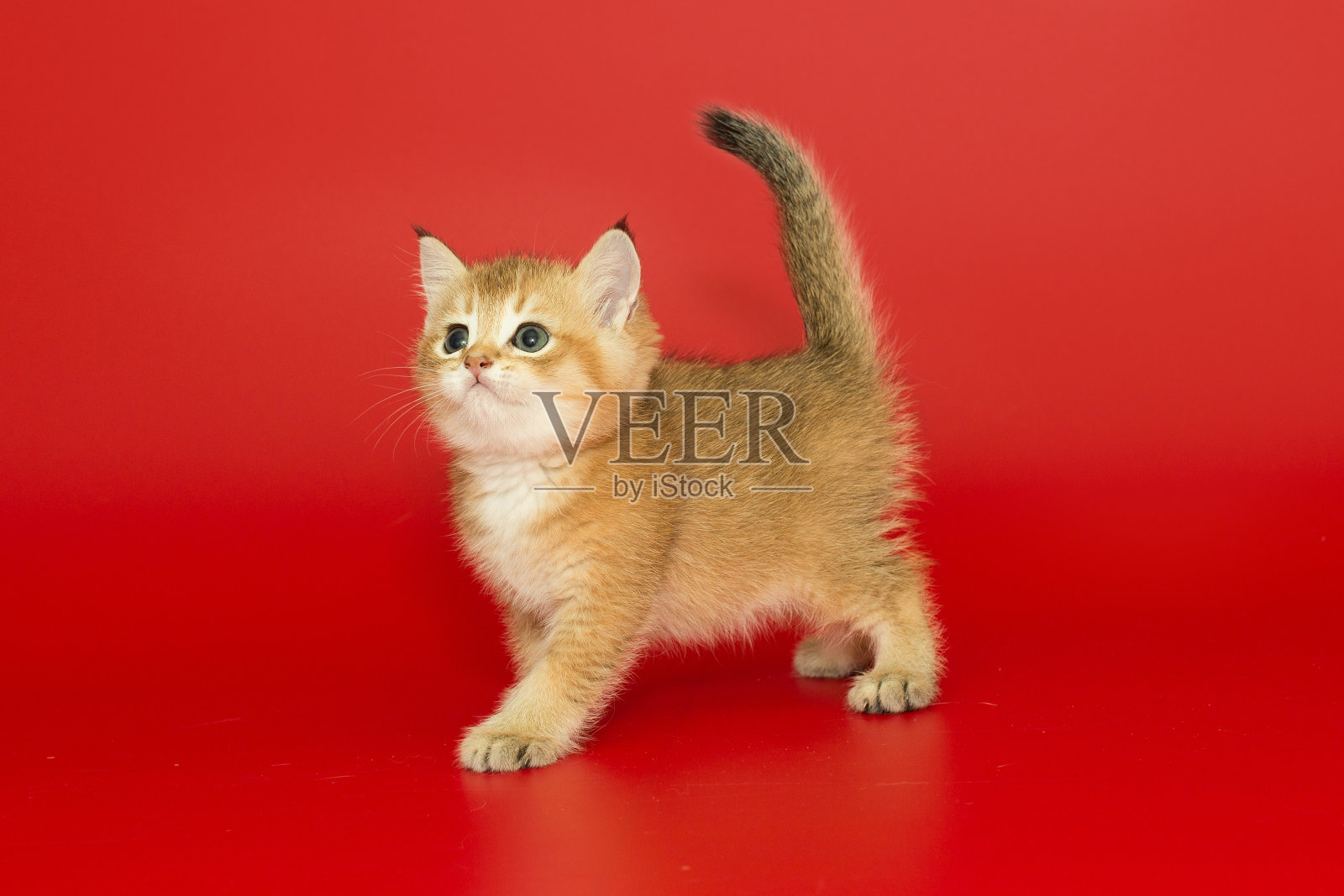 金黄色的苏格兰小小猫照片摄影图片