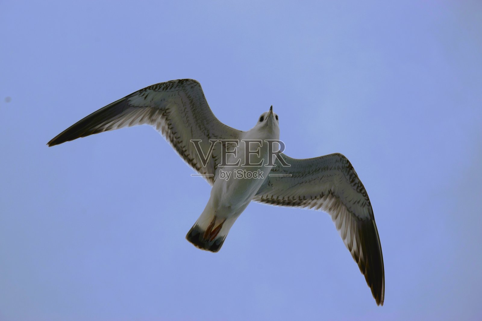 海鸥翼展照片摄影图片