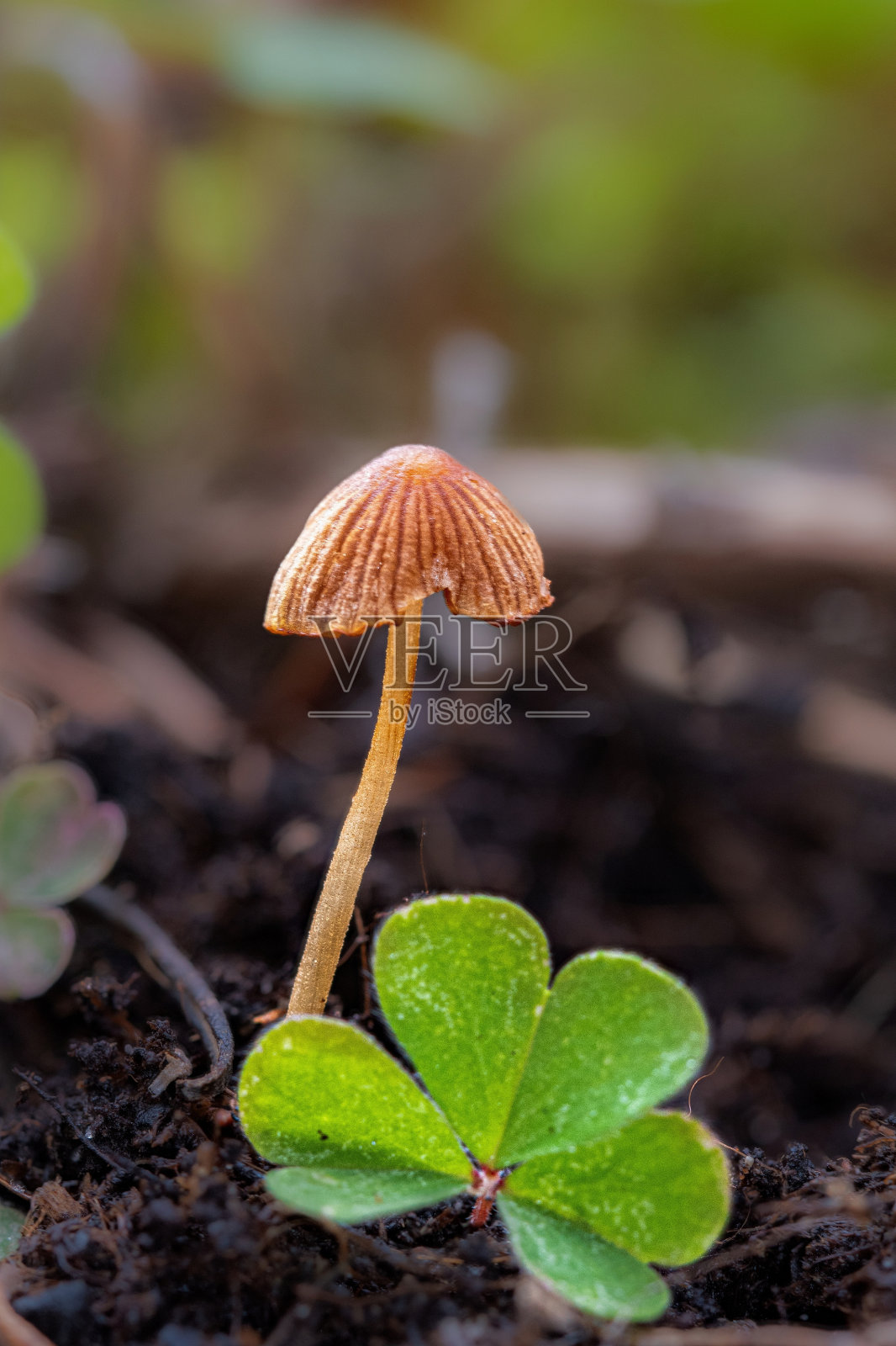 矮树丛中前景中的小蘑菇照片摄影图片