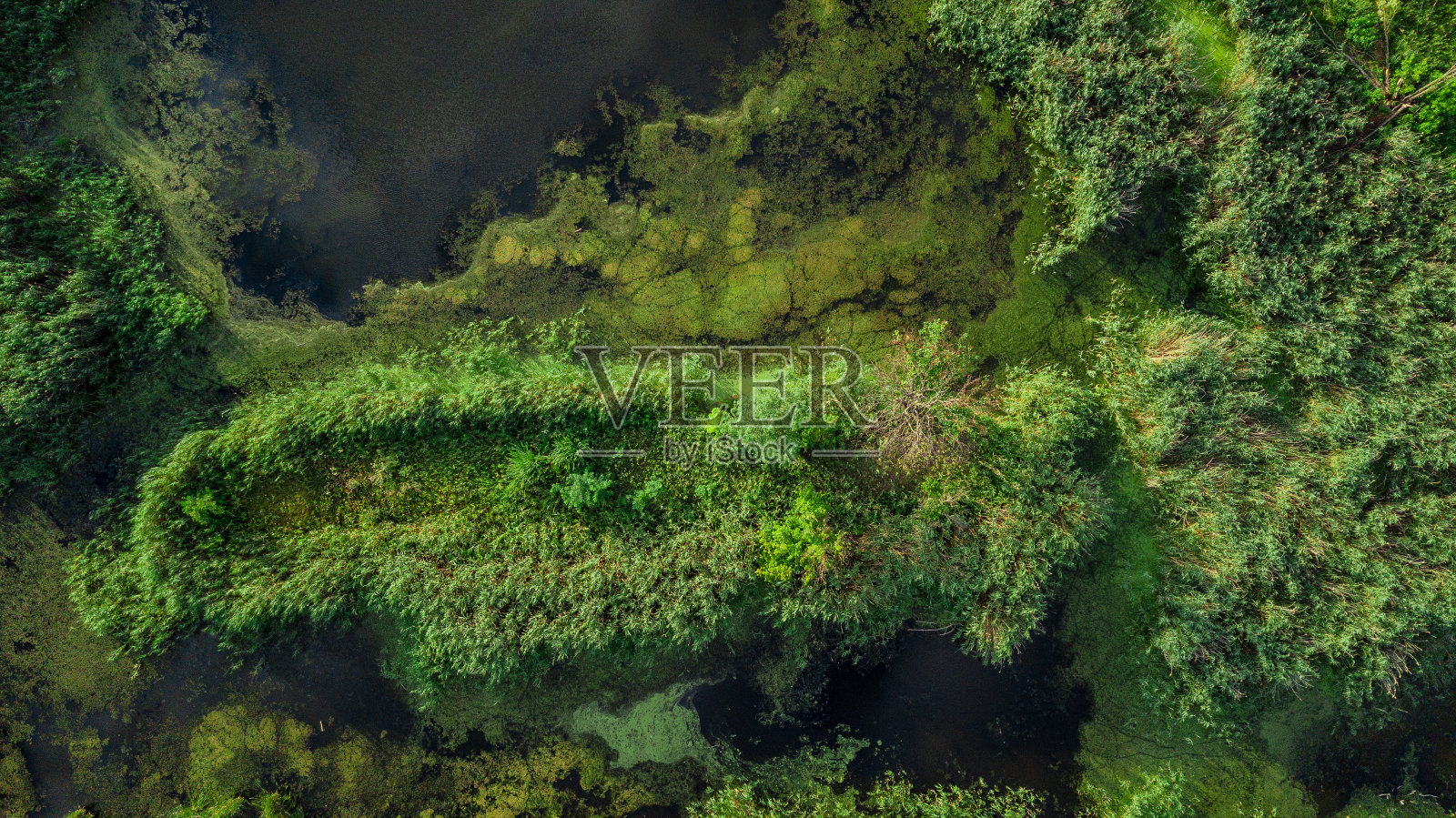 无人机拍摄的绿树沼泽照片摄影图片