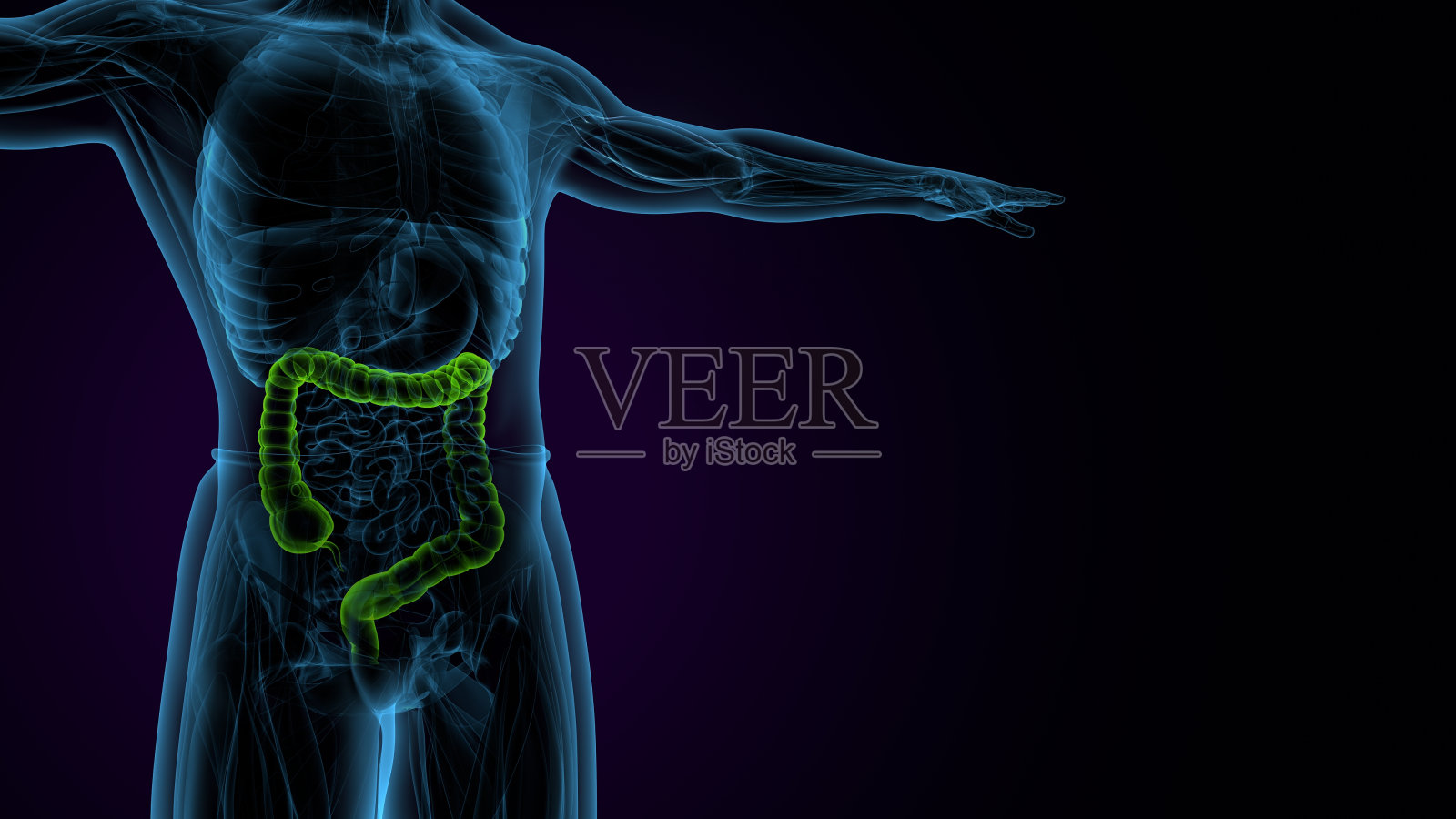 男性消化胃解剖。三维演示照片摄影图片