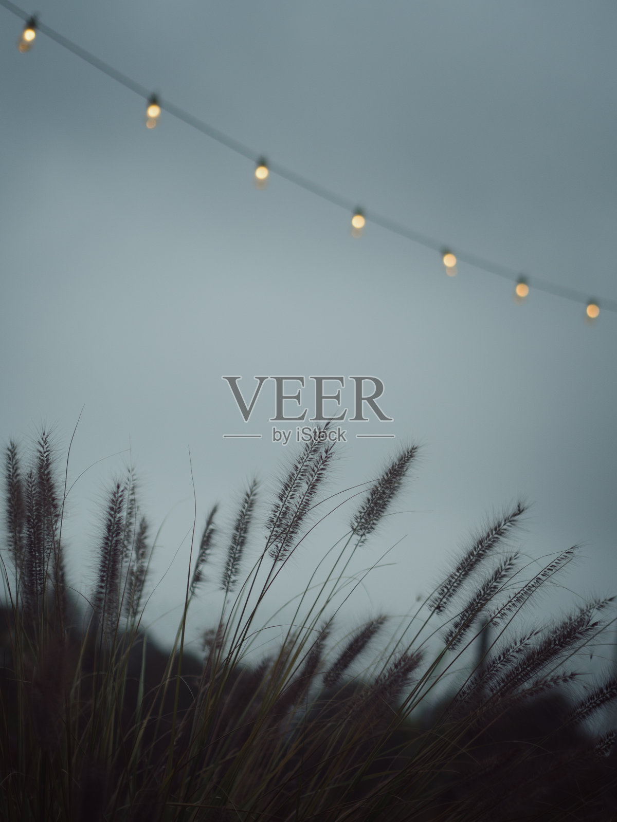 在蓝色时刻的后院细节的垂直图像-花卉剪影在前景和一串灯泡在灰色的背景下，多云的黄昏天空。11月在波兰华沙。照片摄影图片