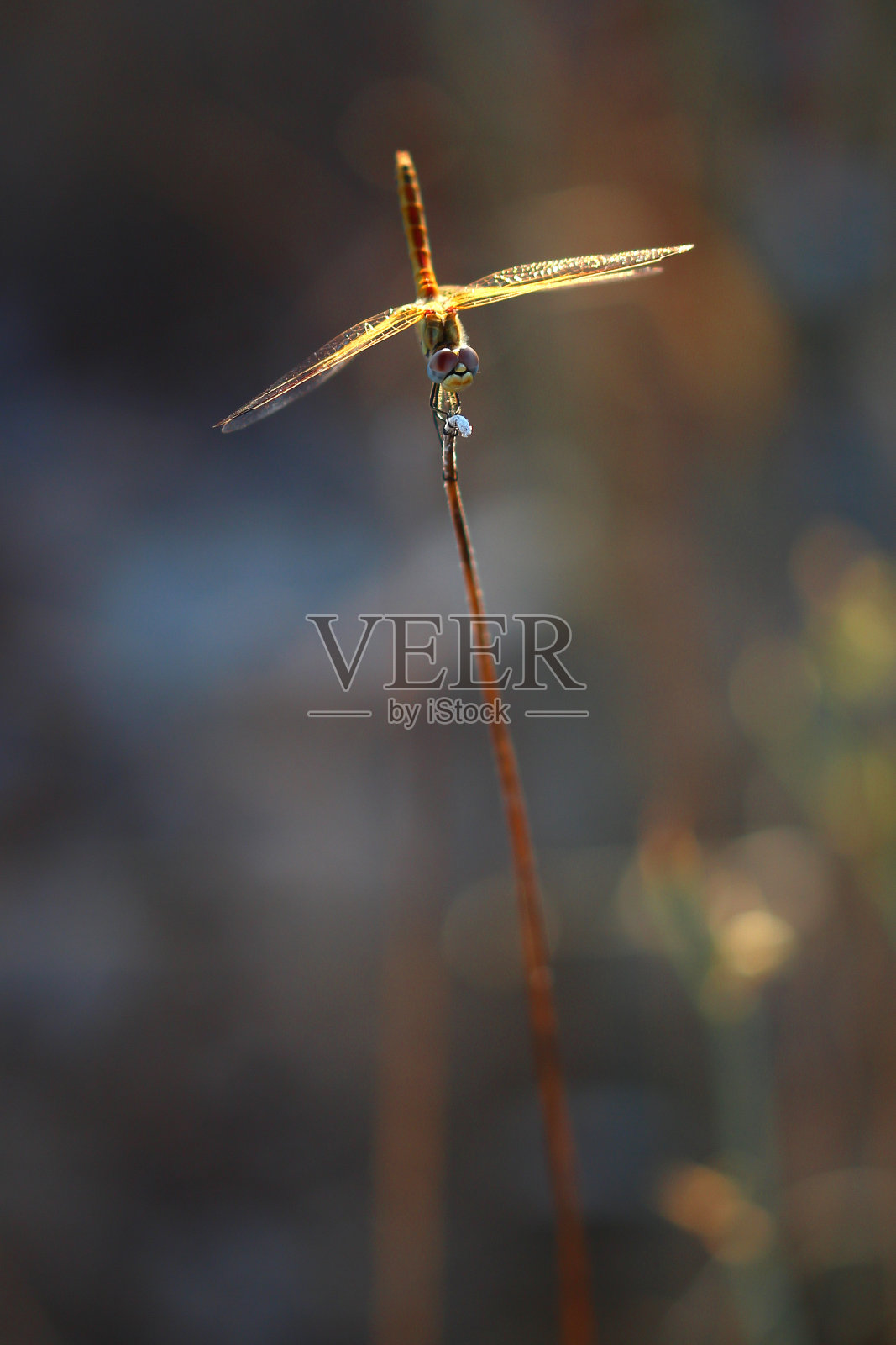 从正面看，一只雌性流浪雀栖息在一根茎上，展开翅膀(法国，海姆斯罗)照片摄影图片