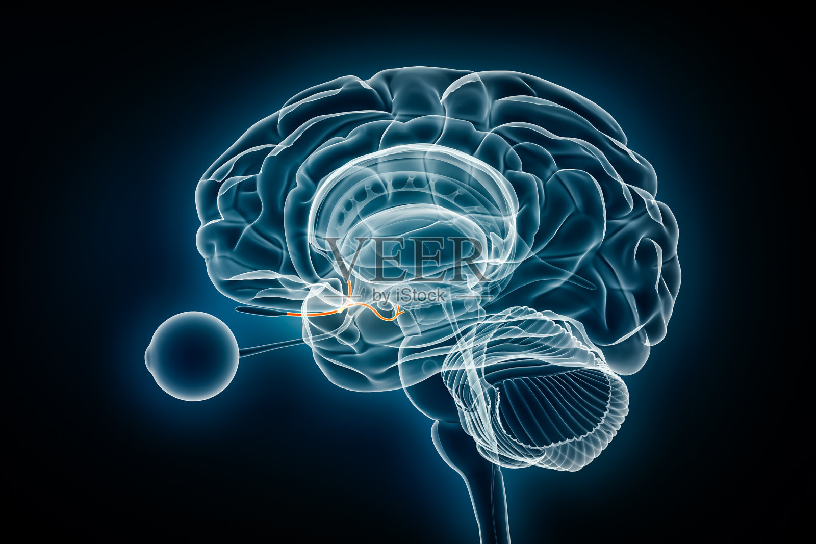嗅觉神经x线视图3D渲染图。人脑及边缘系统解剖学、医学、保健、生物学、科学、神经科学、神经学等概念。照片摄影图片