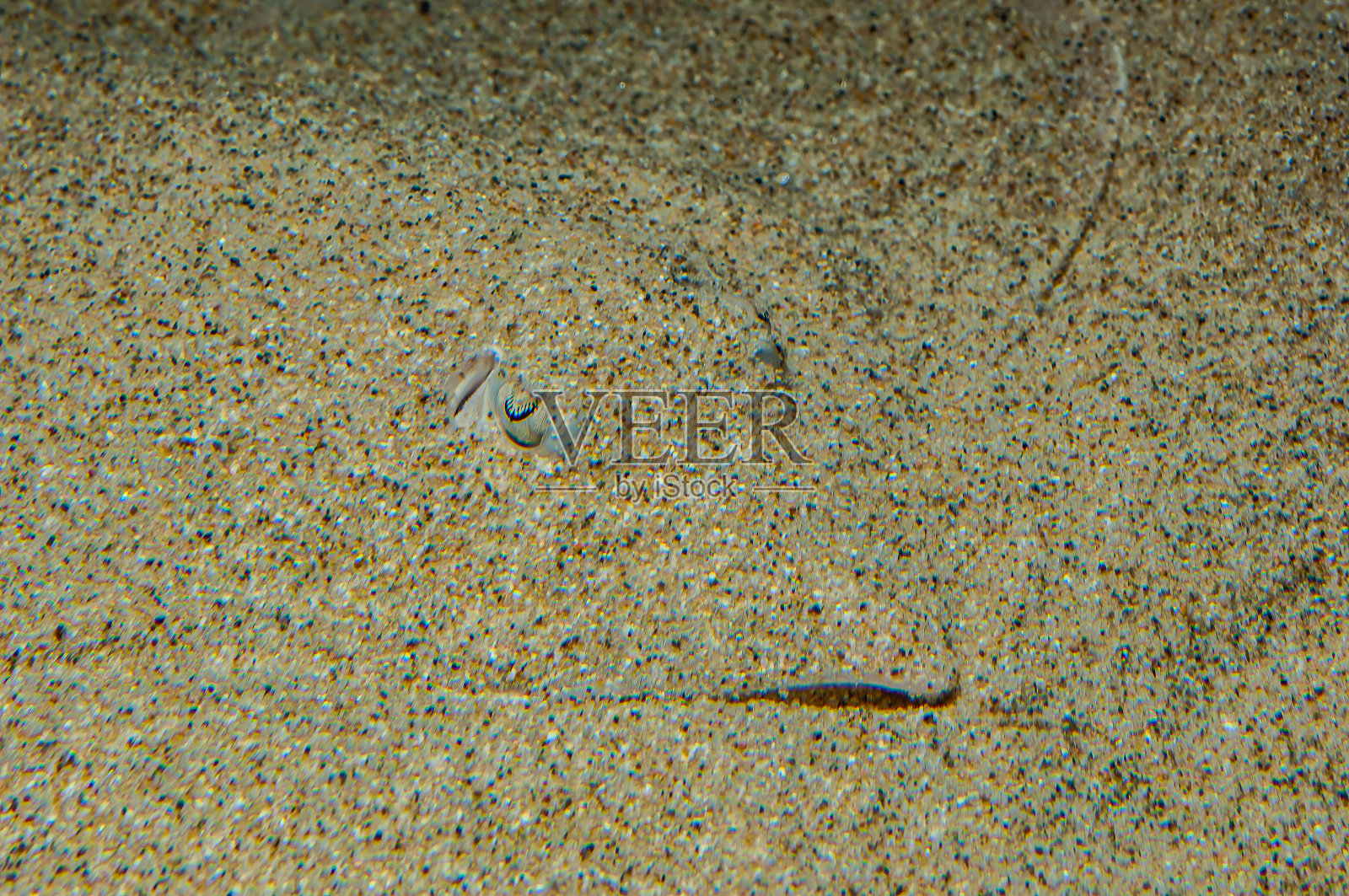 躺在沙滩上的加利福尼亚滑板少年，拉贾·诺纳塔，蒙特利湾，蒙特利，加利福尼亚州。伪装。软骨鱼纲;鳐形目;鳐科照片摄影图片