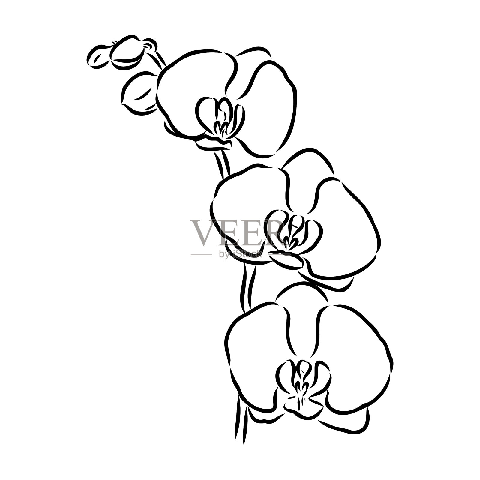 美丽的单色兰花枝与花插画图片素材