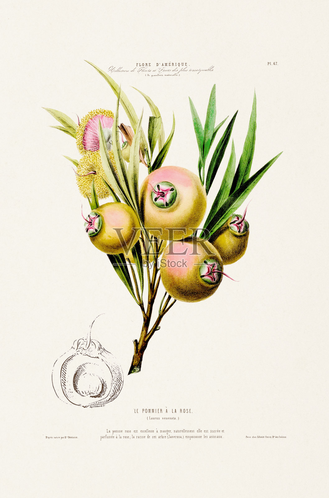 彩色植物插图。来自《美国植物志》的古董书板。玫瑰苹果。大约1840年。插画图片素材