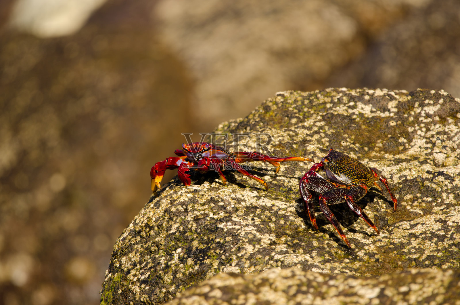 大闸蟹是对抗的。照片摄影图片