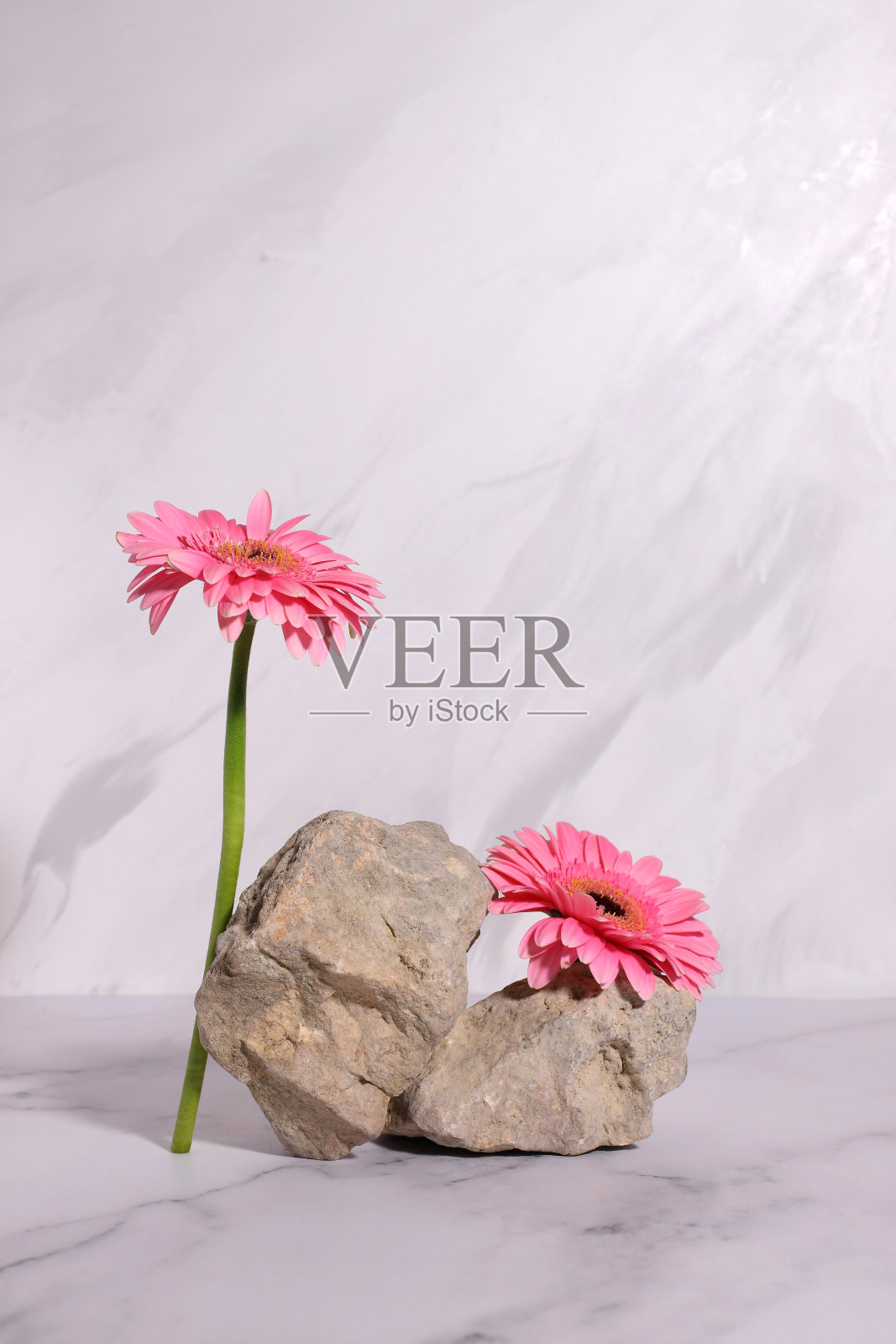 粉红色非洲菊花和石头讲台模型的产品，化妆品的背景照片摄影图片