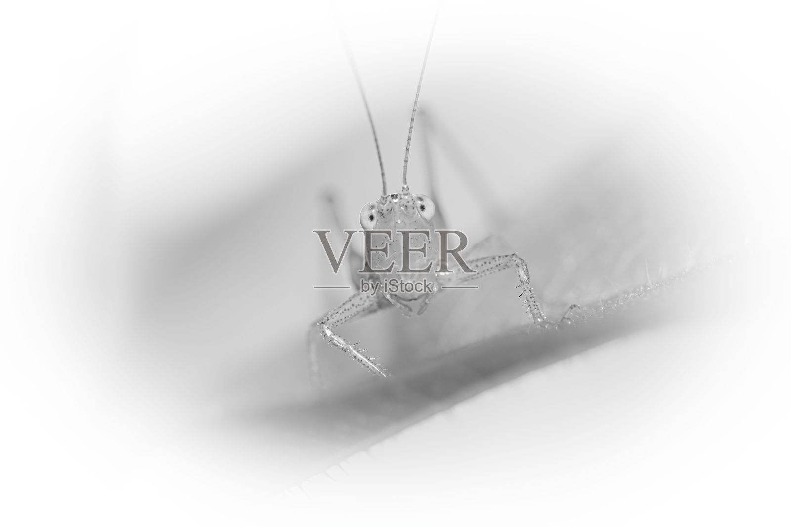 一只昆虫坐在树叶床上的特写照片摄影图片