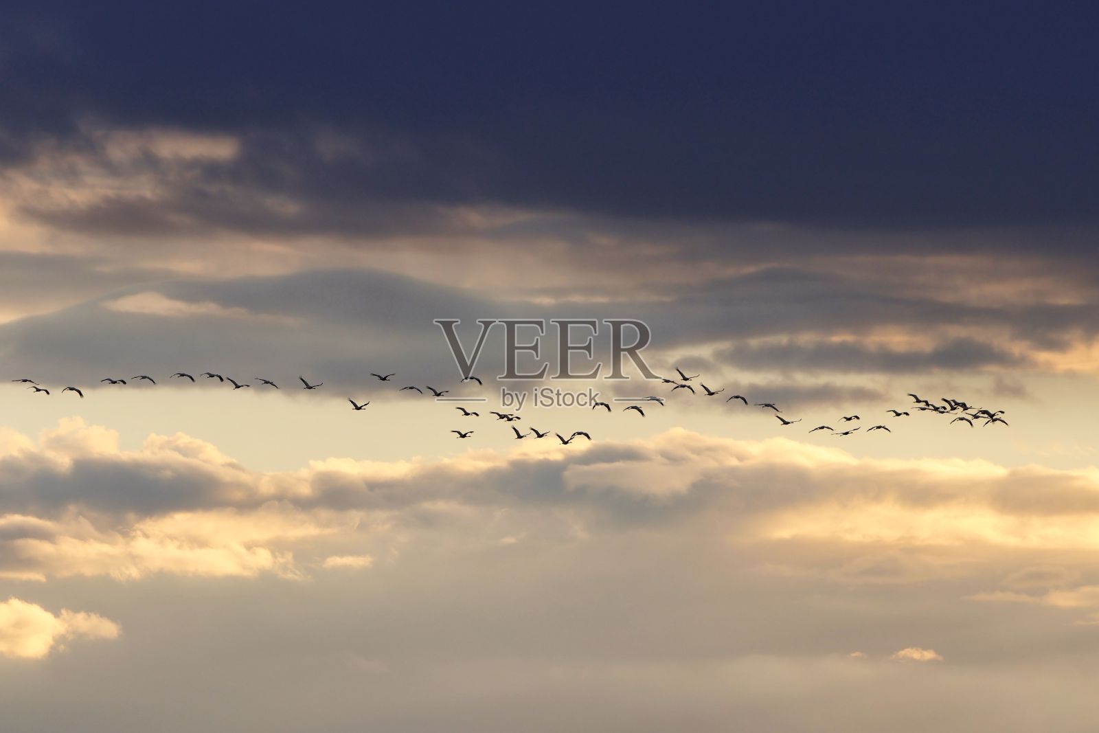 白天，鸟儿在云层密布的天空中高高飞翔照片摄影图片