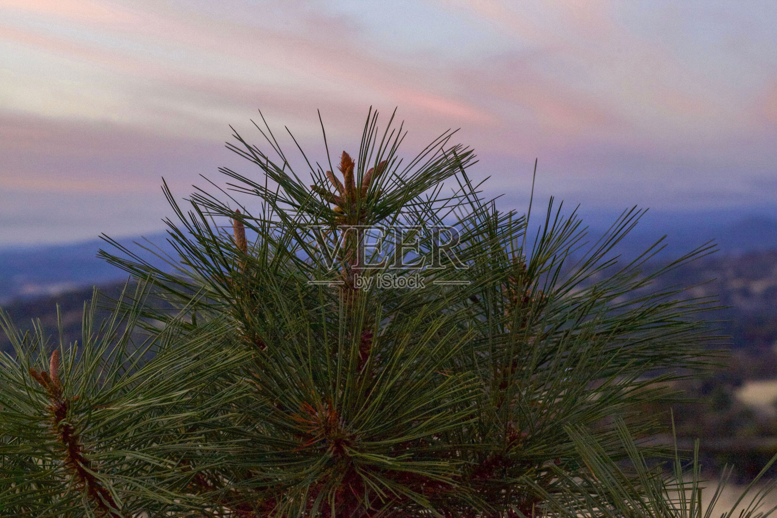 松树林中的日落照片摄影图片
