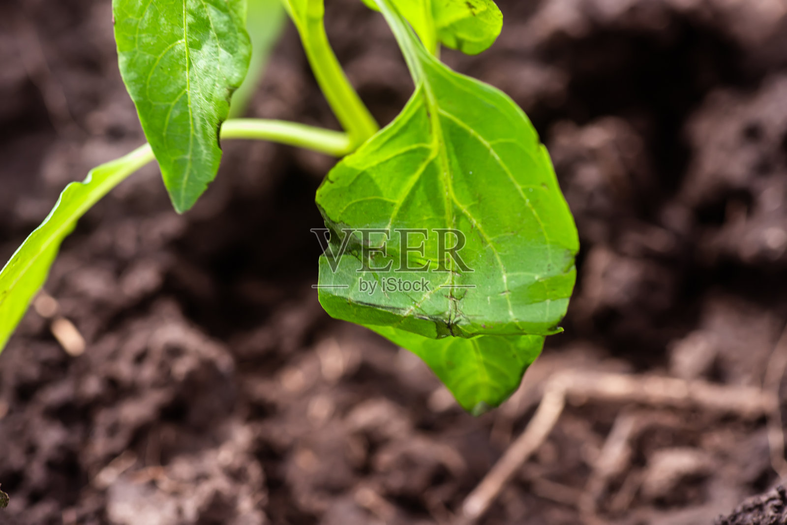青椒苗在地里。有选择性的重点。大自然。邮寄后的辣椒幼苗叶子皱巴巴的照片摄影图片