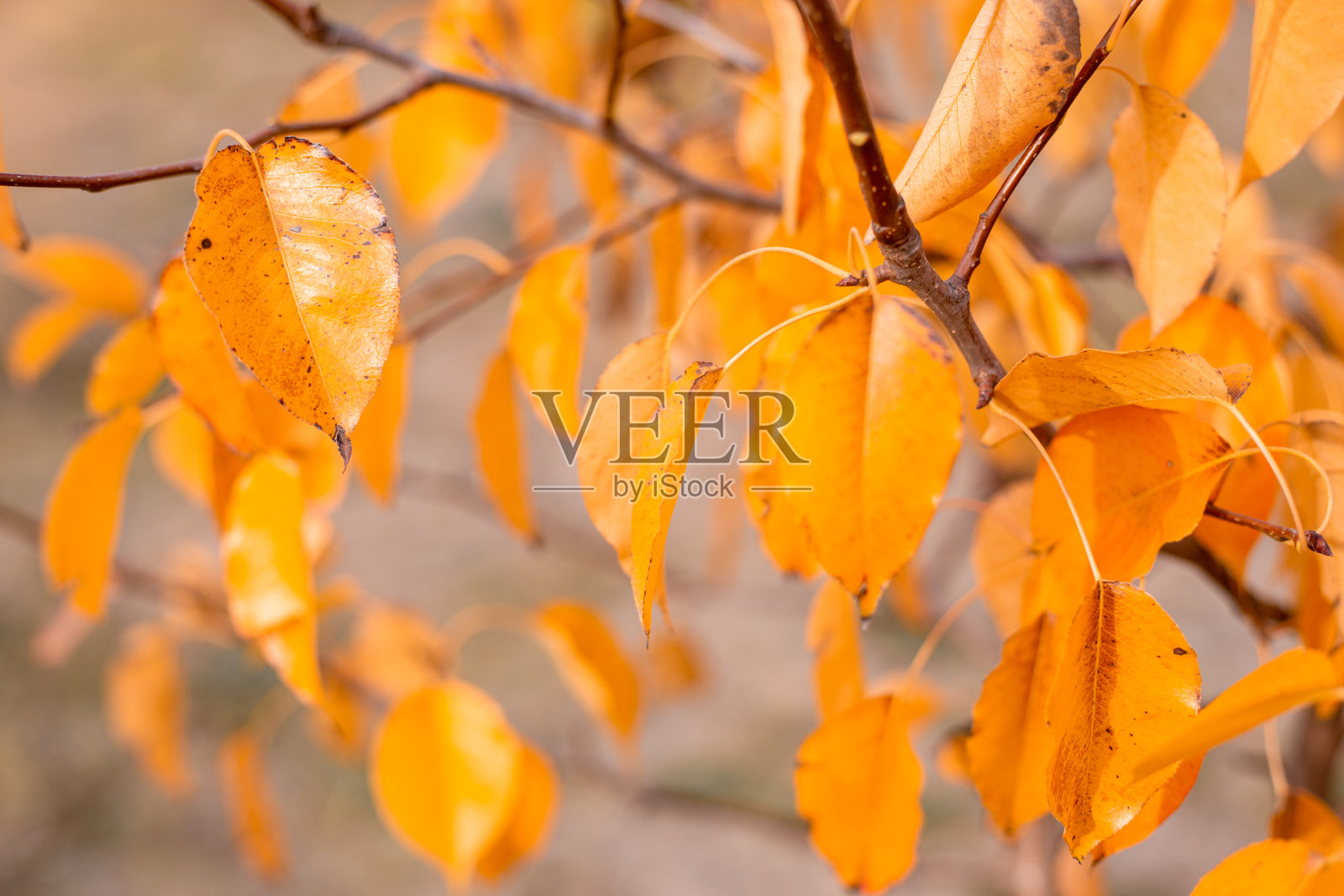 秋天温暖的背景。树枝上的黄叶，选择性聚焦，模糊的背景照片摄影图片