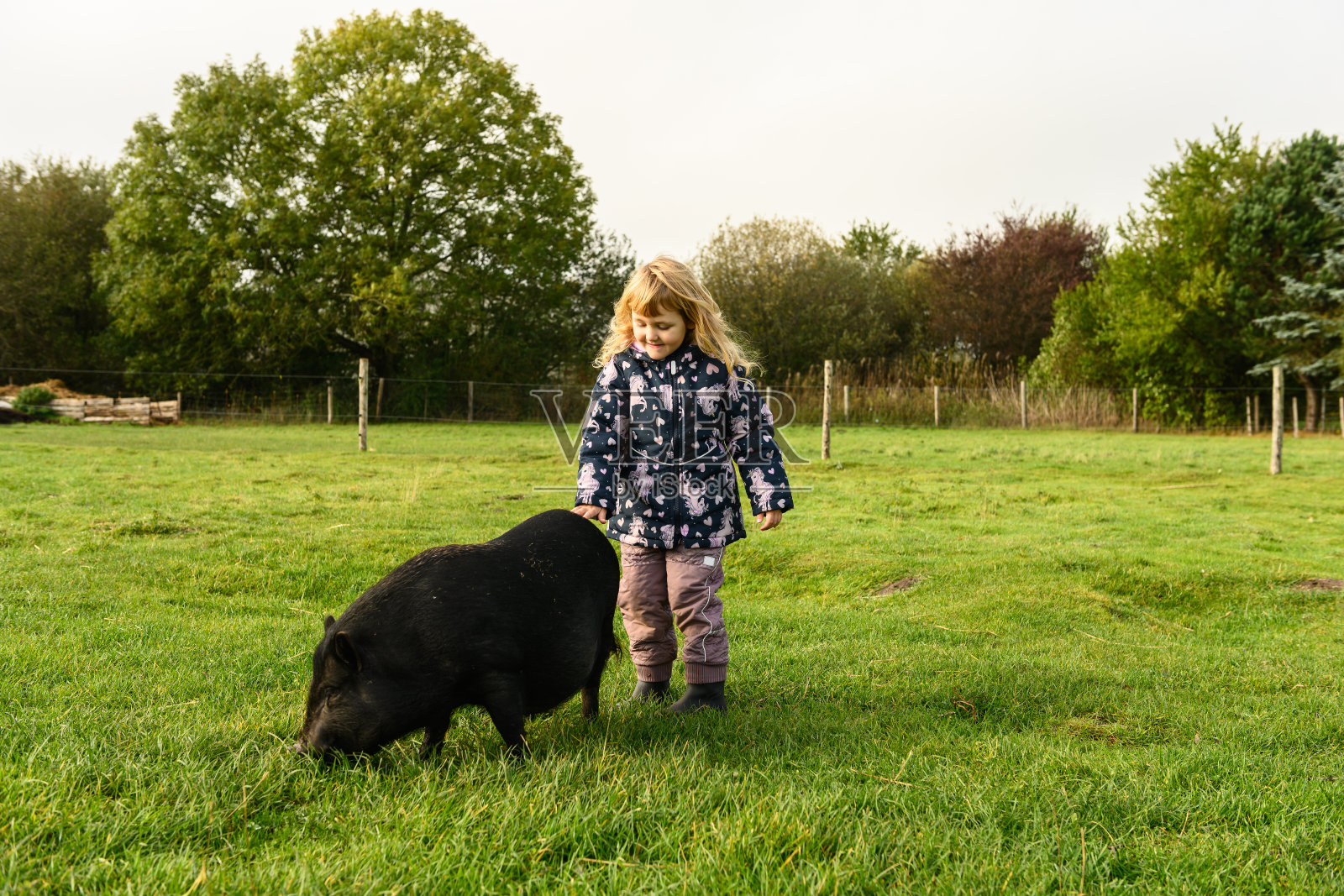 可爱的小女孩在户外抚摸小黑猪照片摄影图片