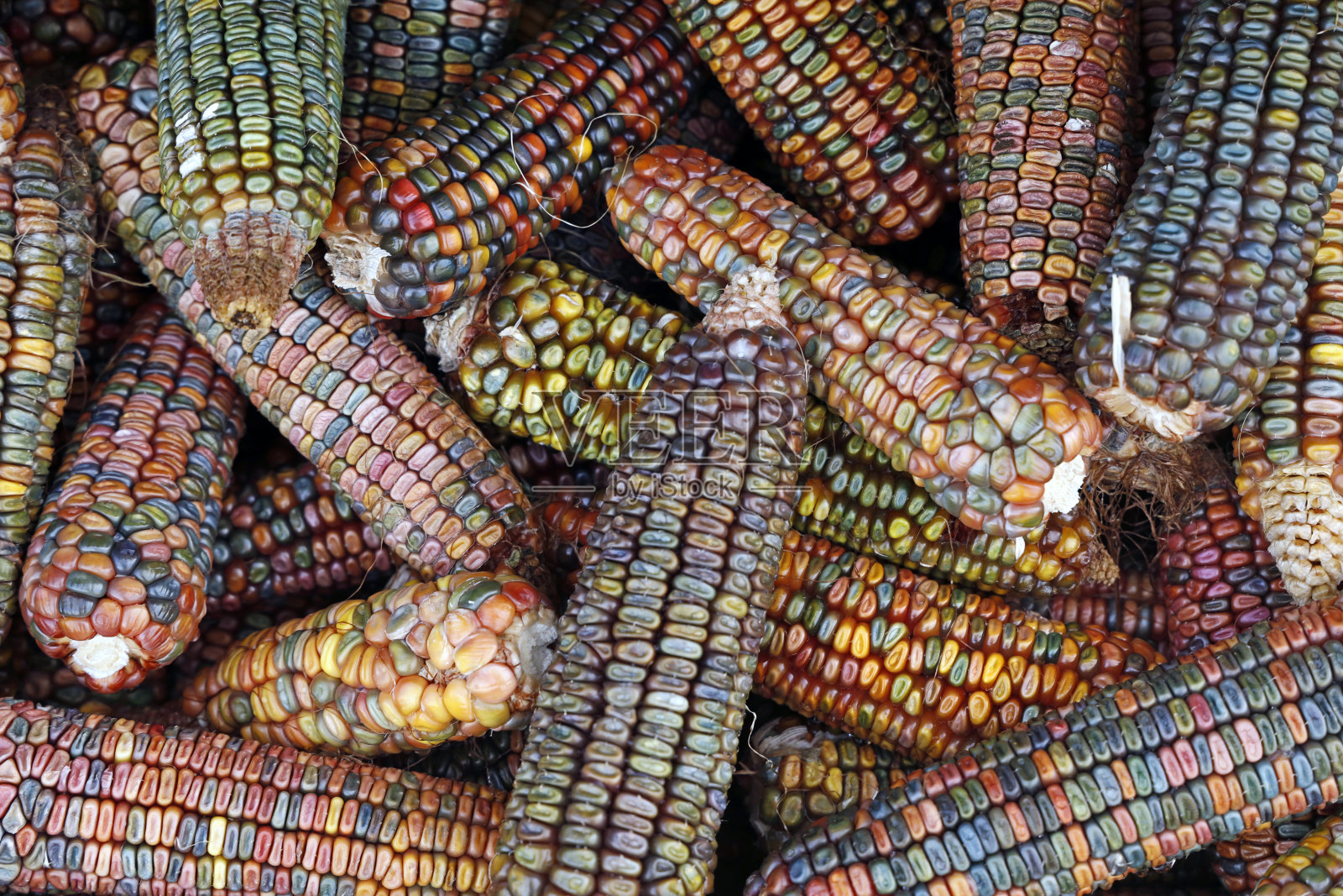 彩色燧石玉米或玉米梅斯玉米穗轴为秋季装饰，俯视图多色玉米穗轴照片摄影图片