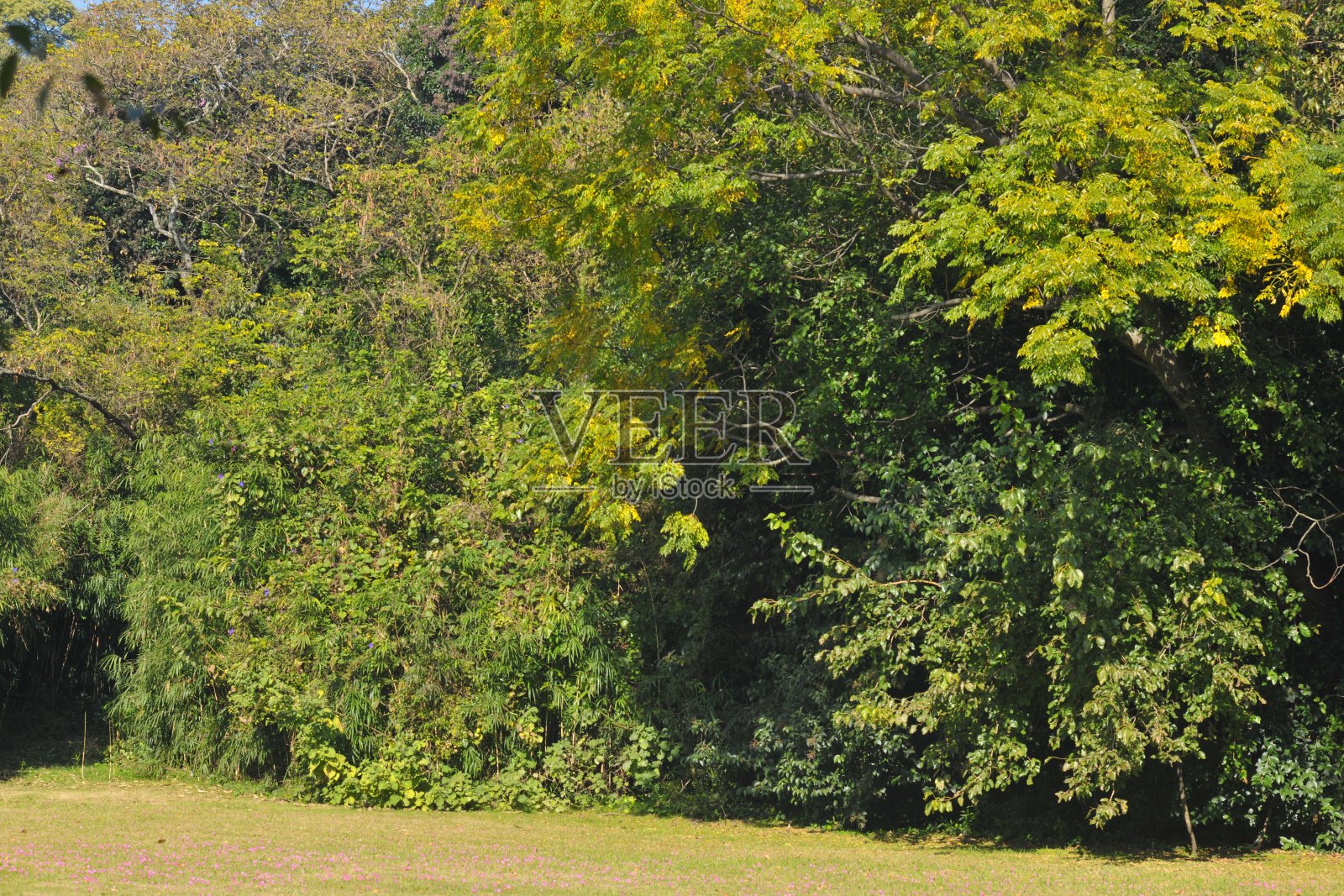 丰富的森林。它由许多种类的树木组成。照片摄影图片