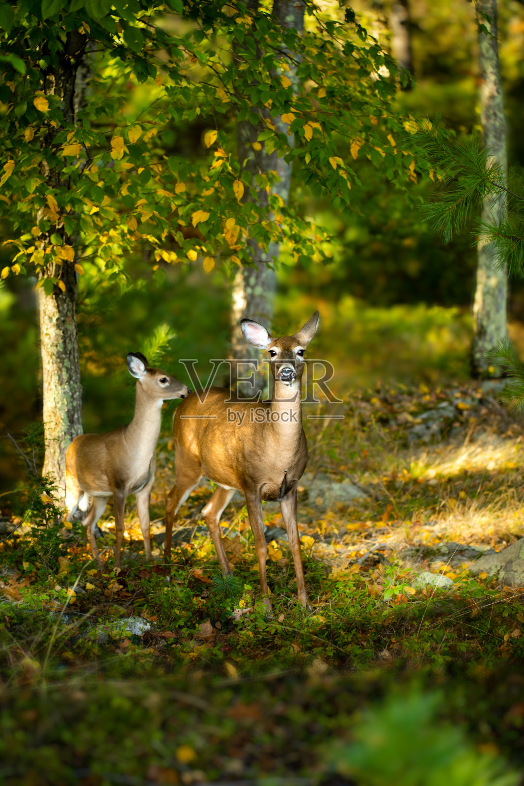 鹿妈妈带着孩子迎接秋天照片摄影图片