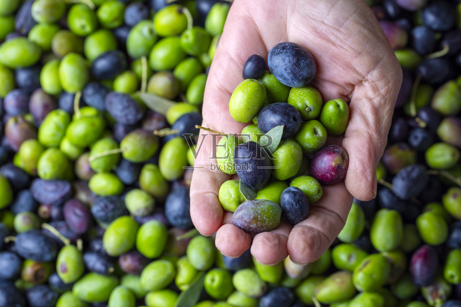 绿色和黑色的生物成熟橄榄，准备在磨坊里加工，在农民皱巴巴的手中得到橄榄油照片摄影图片
