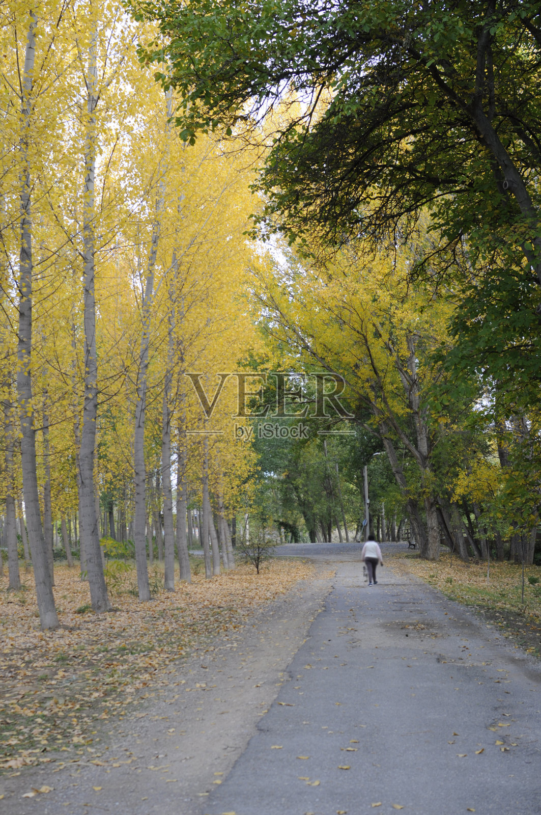 秋天的黄叶树和石径照片摄影图片