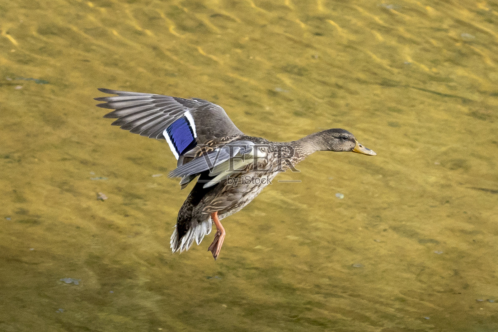 野鸭照片摄影图片