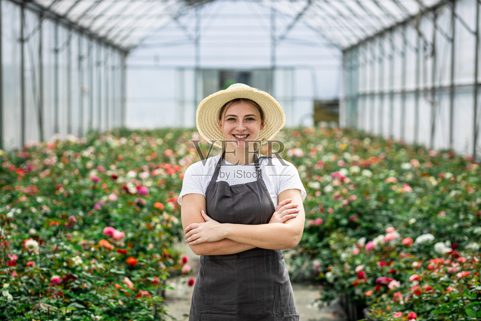 戴着围裙的女园丁在温室里种植玫瑰的肖像。照片摄影图片
