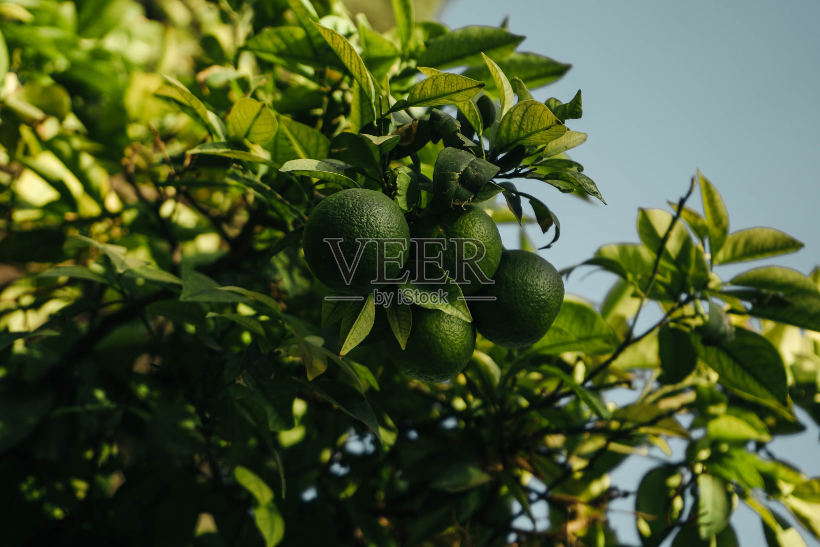 在伊朗设拉子的Jahan Nama花园里的石灰照片摄影图片