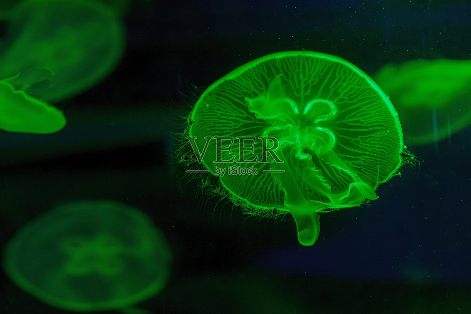 水下拍摄美丽的奥蕾莉亚照片摄影图片