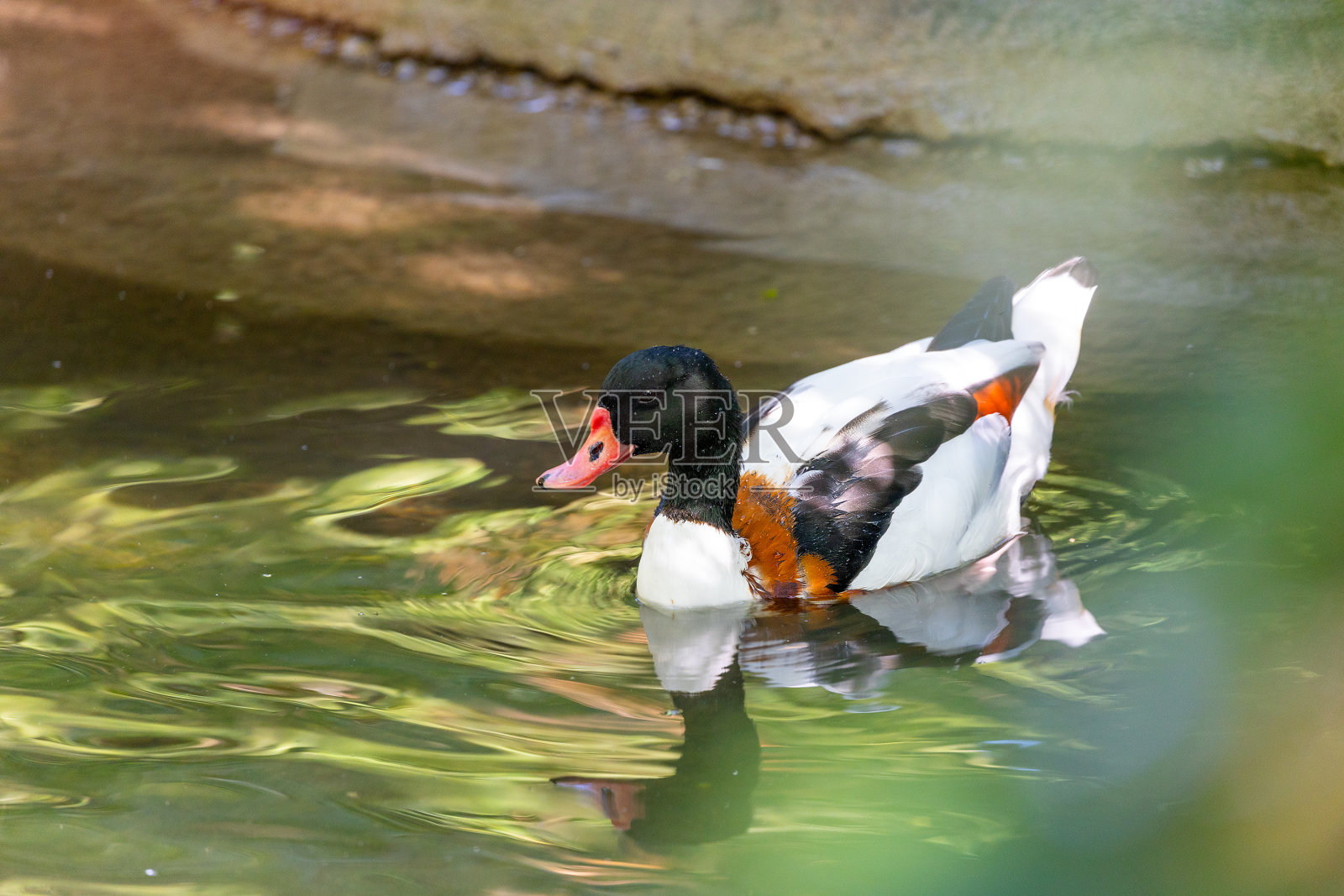 野鸭(Tadorna Tadorna)在户外被发现照片摄影图片