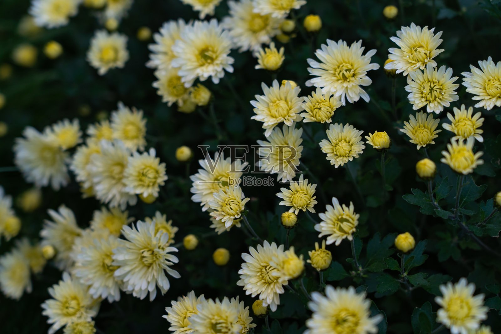 秋天的菊花盛开在花园里的灌木丛中，植物的背景照片摄影图片