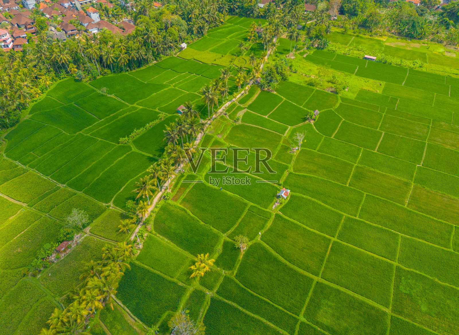 巴厘岛稻田的无人机航拍风景照片摄影图片
