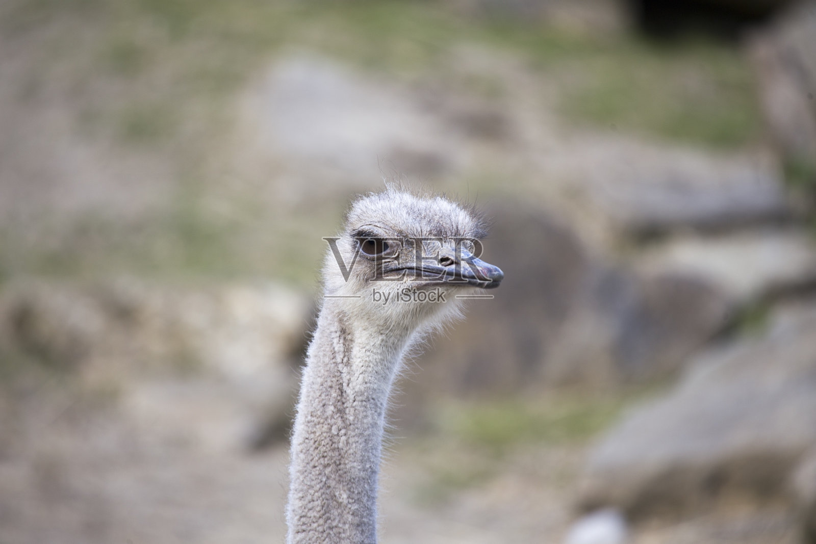 非洲大草原上的鸵鸟照片摄影图片