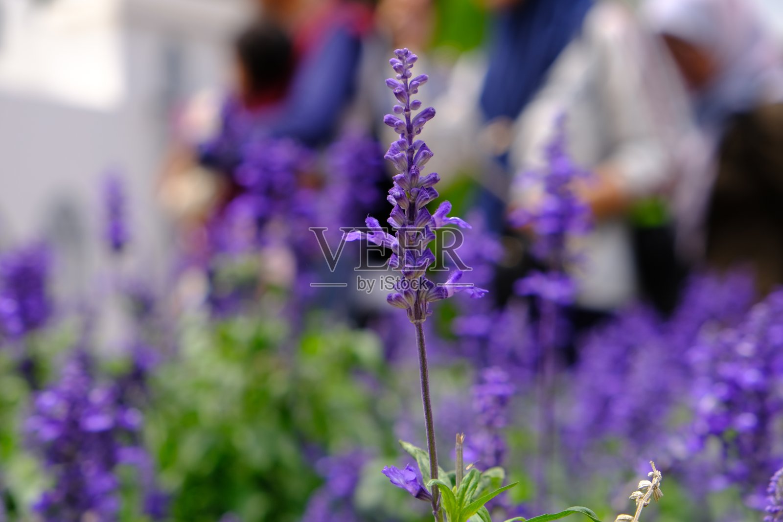 薰衣草-独奏照片摄影图片